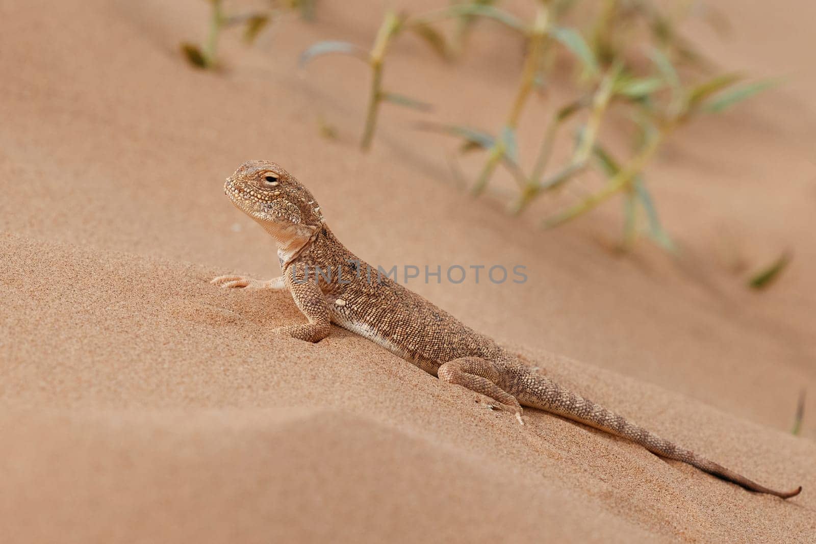 Toad-headed agama, Phrynocephalus mystaceus. Calm desert roundhead lizard on the sand in its natural environment. A living dragon of the desert Close up. incredible desert lizard.