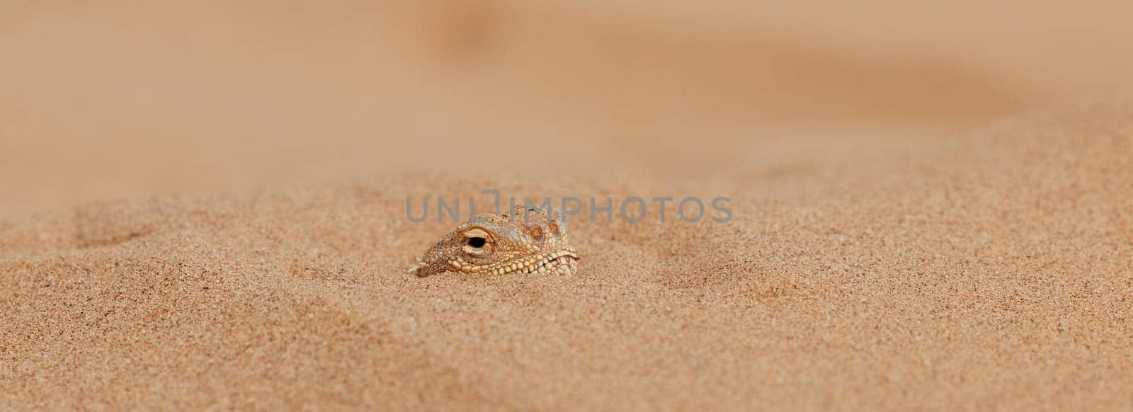 Toad-headed agama Phrynocephalus mystaceus, burrows into the sand in its natural environment. A living dragon of the desert Close up. incredible desert lizard by EvgeniyQW