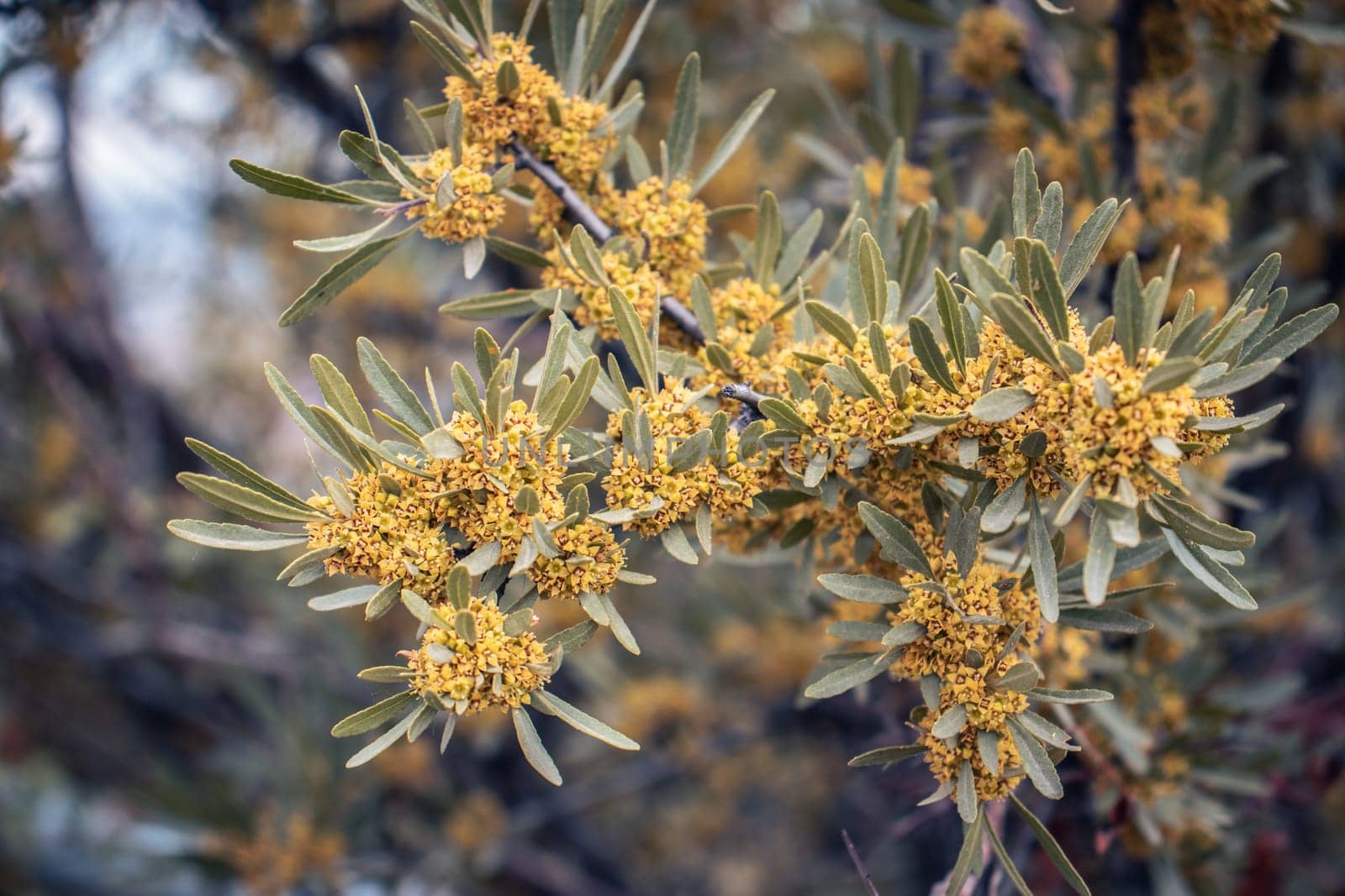 Little yellow flowers of blossoming sea buckthorn concept photo. Close-up photo of blooming branch with pale silvery-green lanceolate leaves. Spring purple garden blossom background