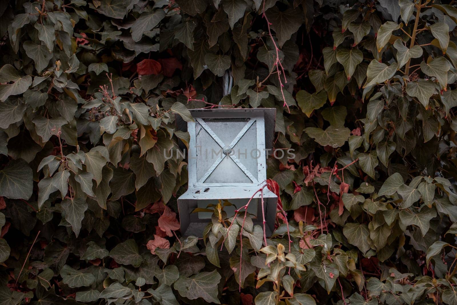 Hedge fence with lantern outside of building facade. Wall covered with ivy plant. Front view photography with autumn background. by _Nataly_Nati_