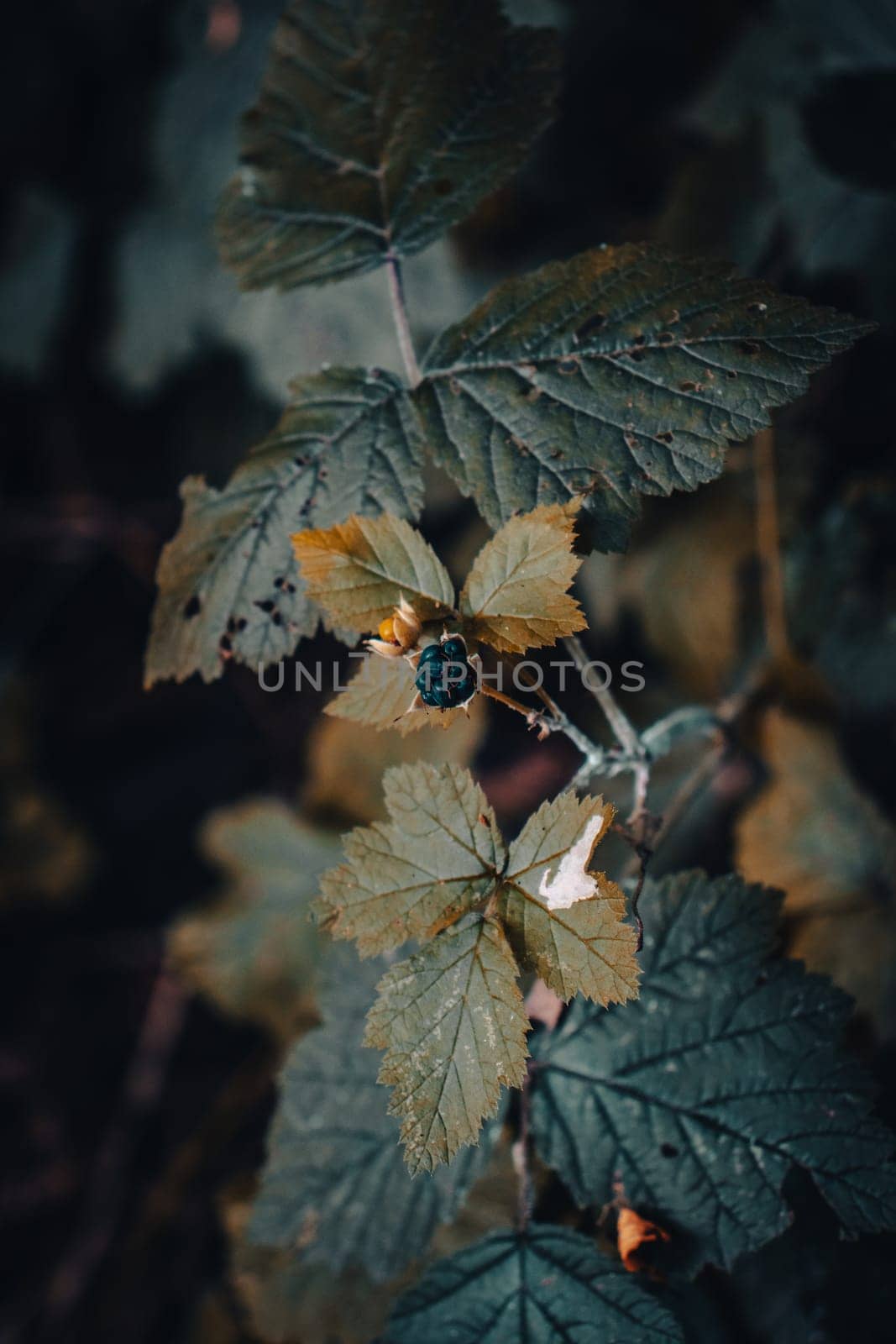 Close up blackberry branch autumn bush concept photo. Outdoors in rural morning. Front view photography with blurred background. High quality picture for wallpaper