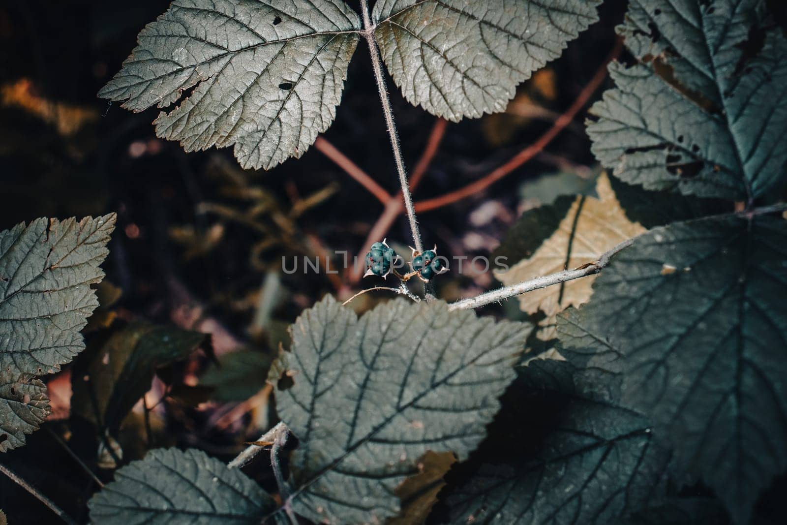 Close up berry branch blackberry bush concept photo. Sunny autumn morning. Front view photography with blurred background. High quality picture for wallpaper