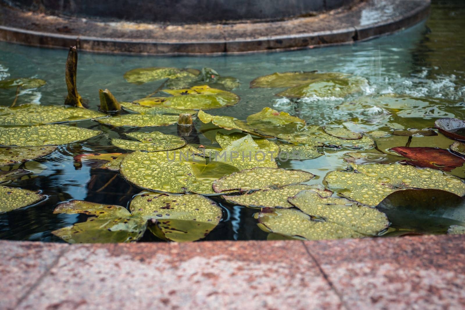 Close up view of a garden pond filled with aquatic plants. Water lily flower leaves under rain. Beautiful nature scenery photography. Idyllic scene. High quality picture for wallpaper, travel blog.