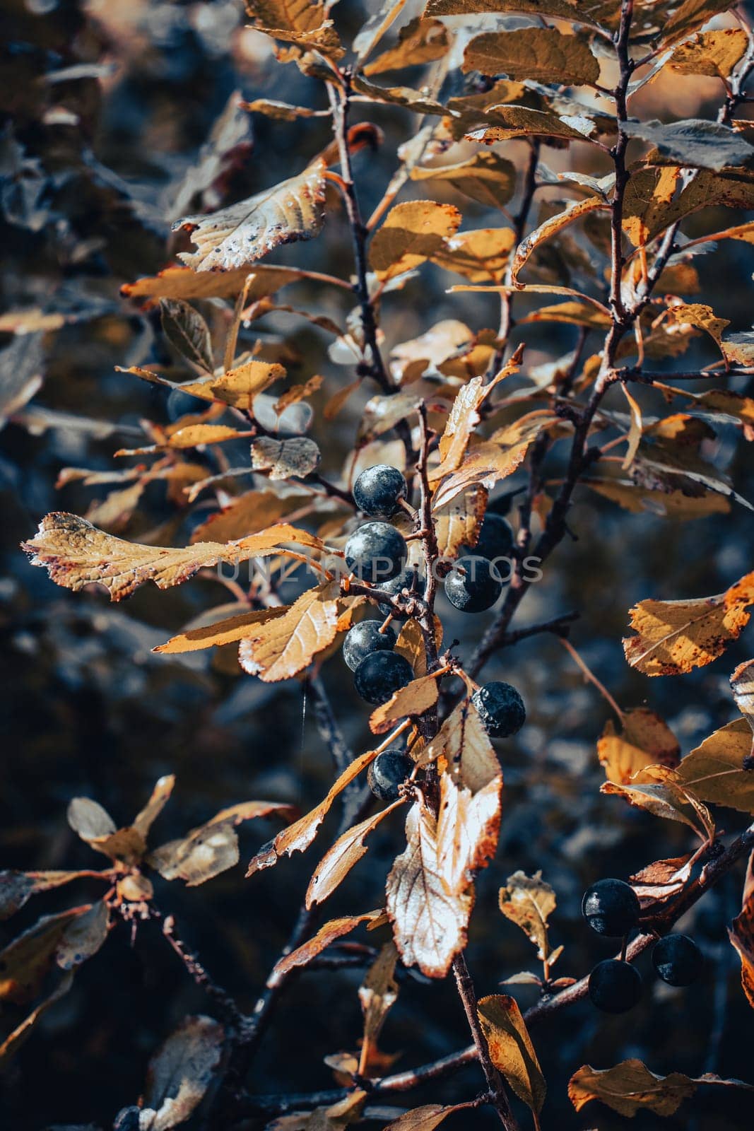 Blackthorn yellow branch leaves with berries concept photo by _Nataly_Nati_