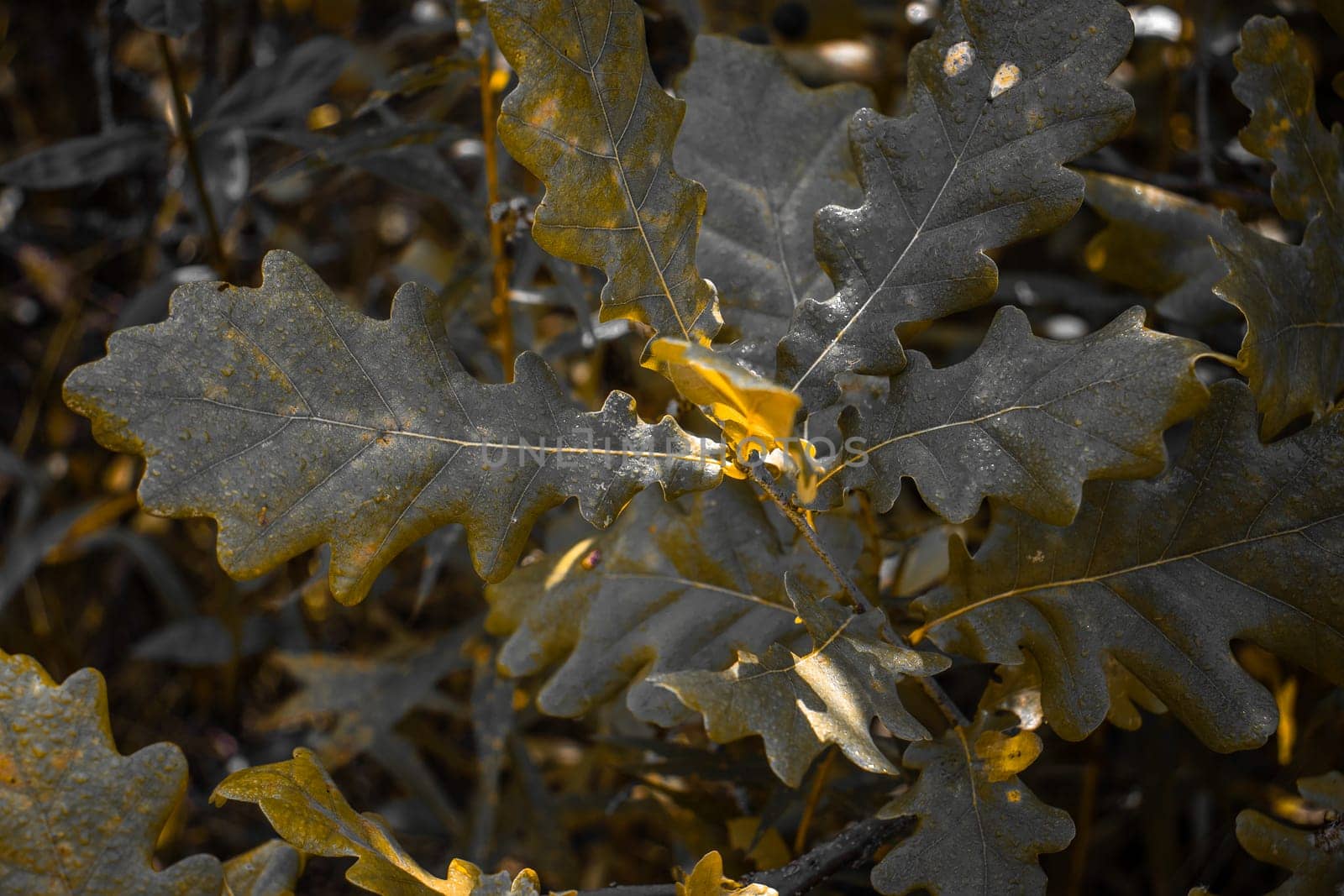 Oak branch in morning sun rays concept photo. Dew morning, outdoor autumn bushes by _Nataly_Nati_