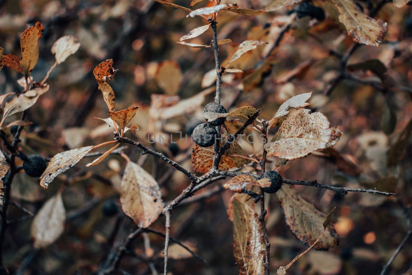 Blue blackthorn branch with berries concept photo by _Nataly_Nati_