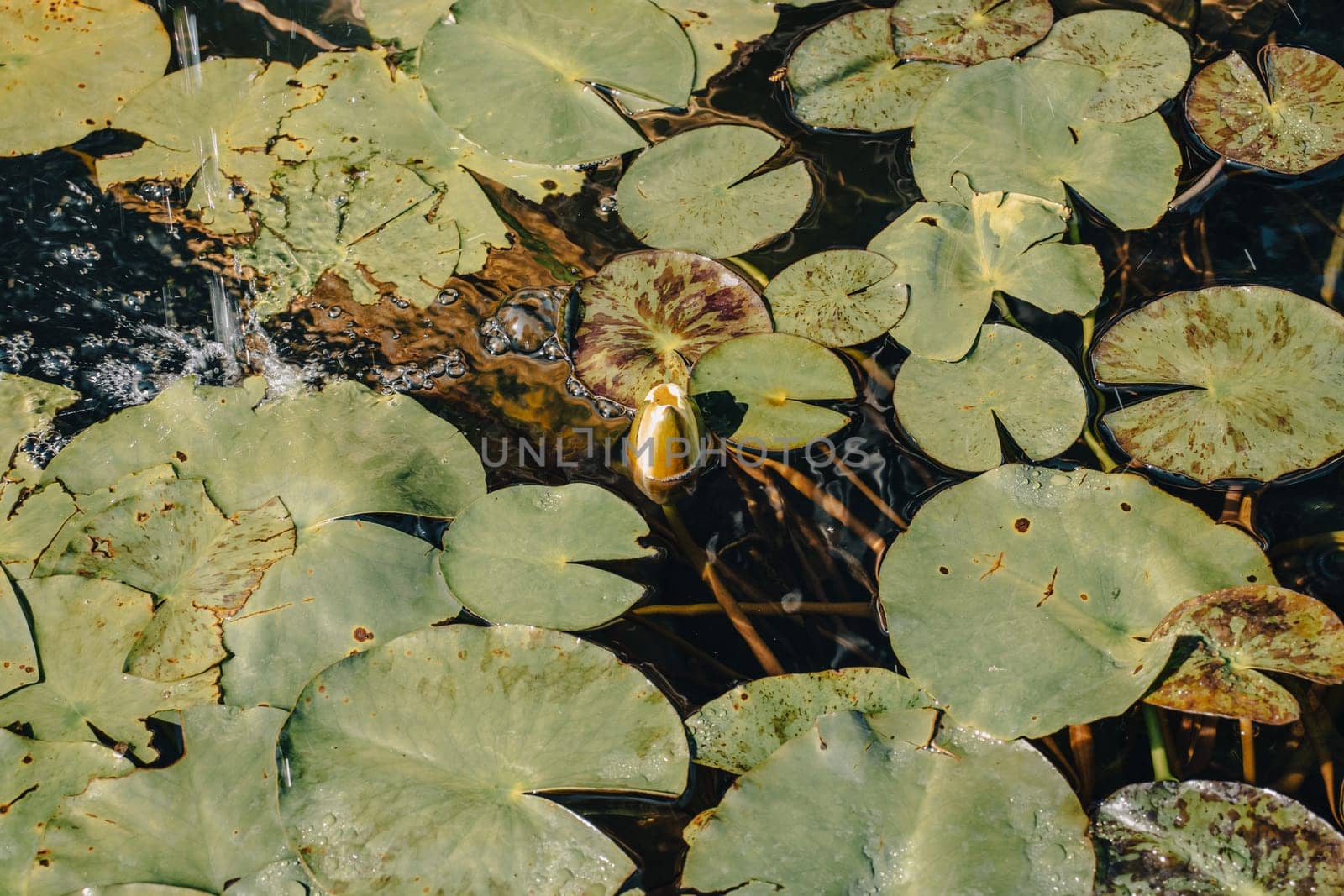 Close up view of water lily flower in daytime concept photo. Garden pond filled with aquatic plants in a pot. Beautiful nature scenery photography. Idyllic scene. High quality picture for wallpaper, travel blog.