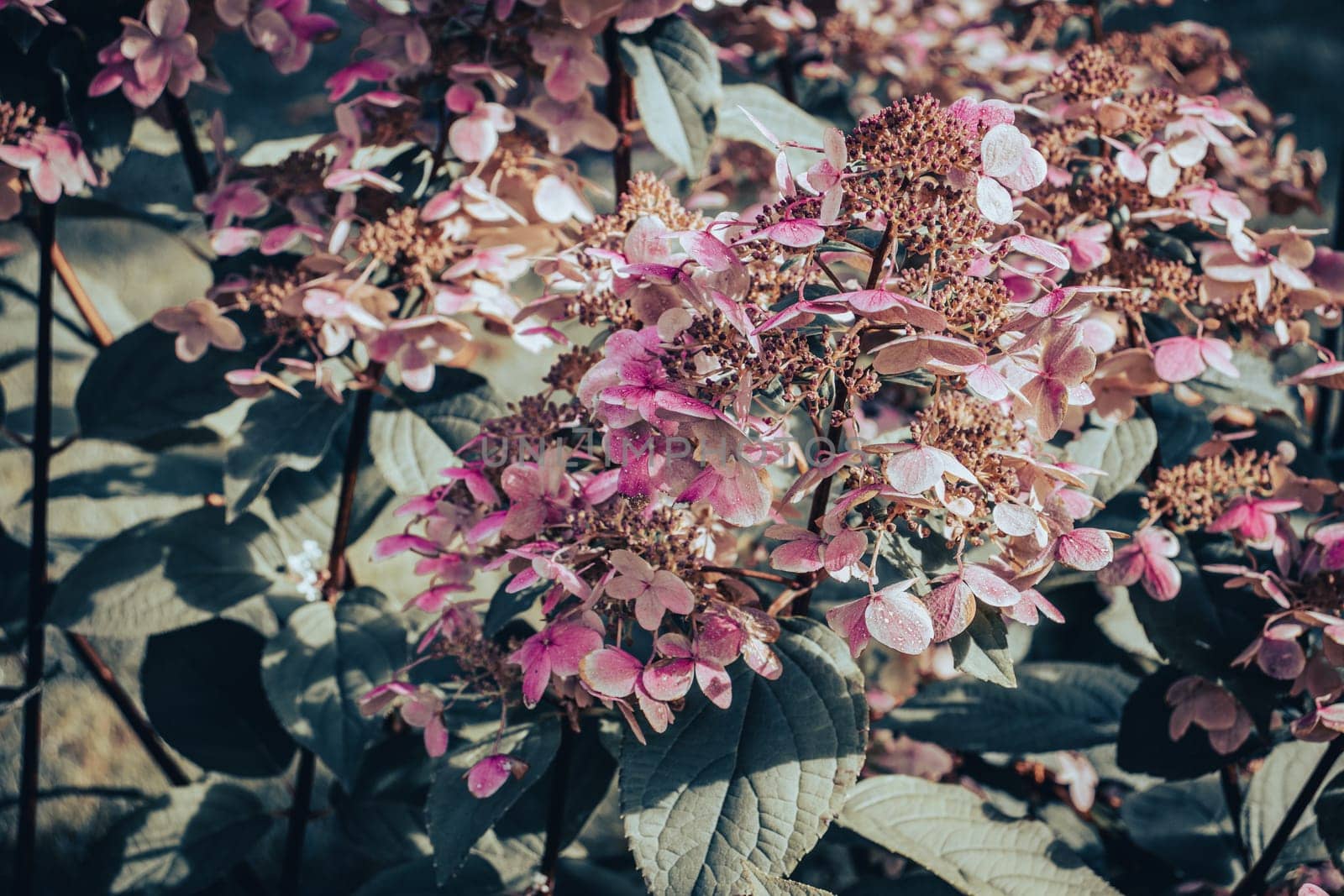 Close up blooming pink fuchsia flowers concept photo. Front view sunny garden. Photography with blurred background. High quality picture for wallpaper, travel blog, magazine, article