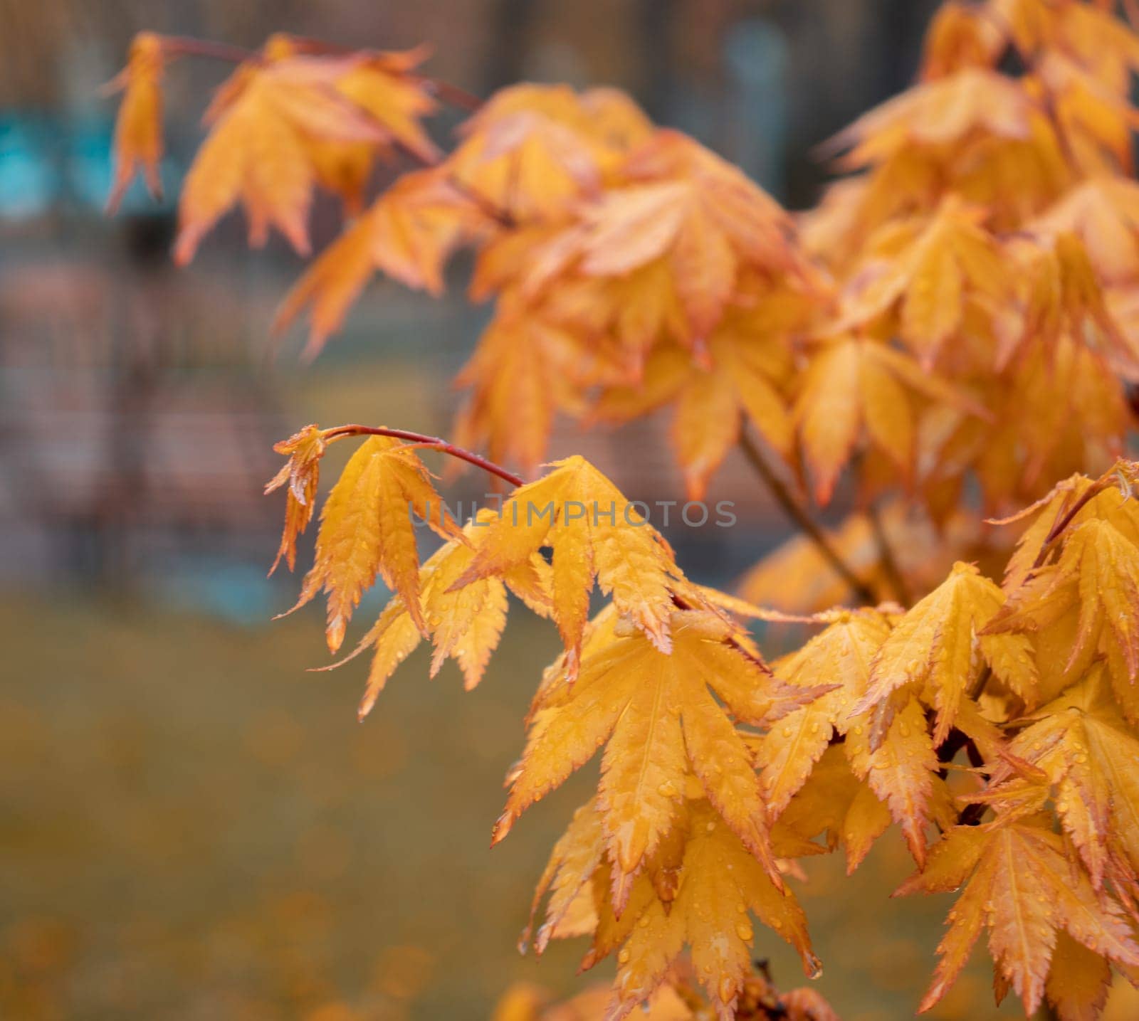 Close up maple branch with rain drops, autumn photo. Front view photography with blurred background. High quality picture for wallpaper