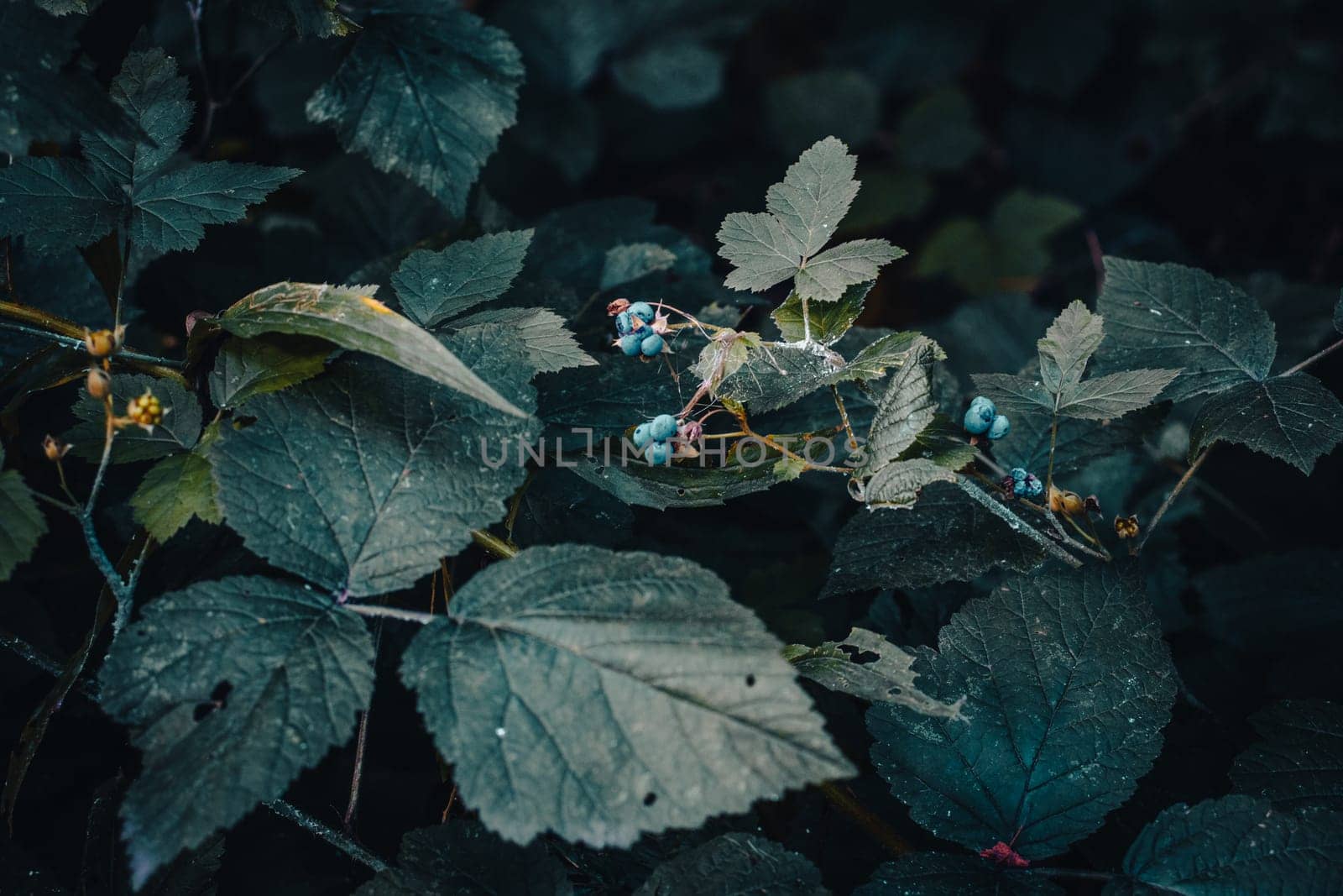 Close up blackberry branch autumn bush concept photo. Outdoors in rural morning. Front view photography with blurred background. High quality picture for wallpaper