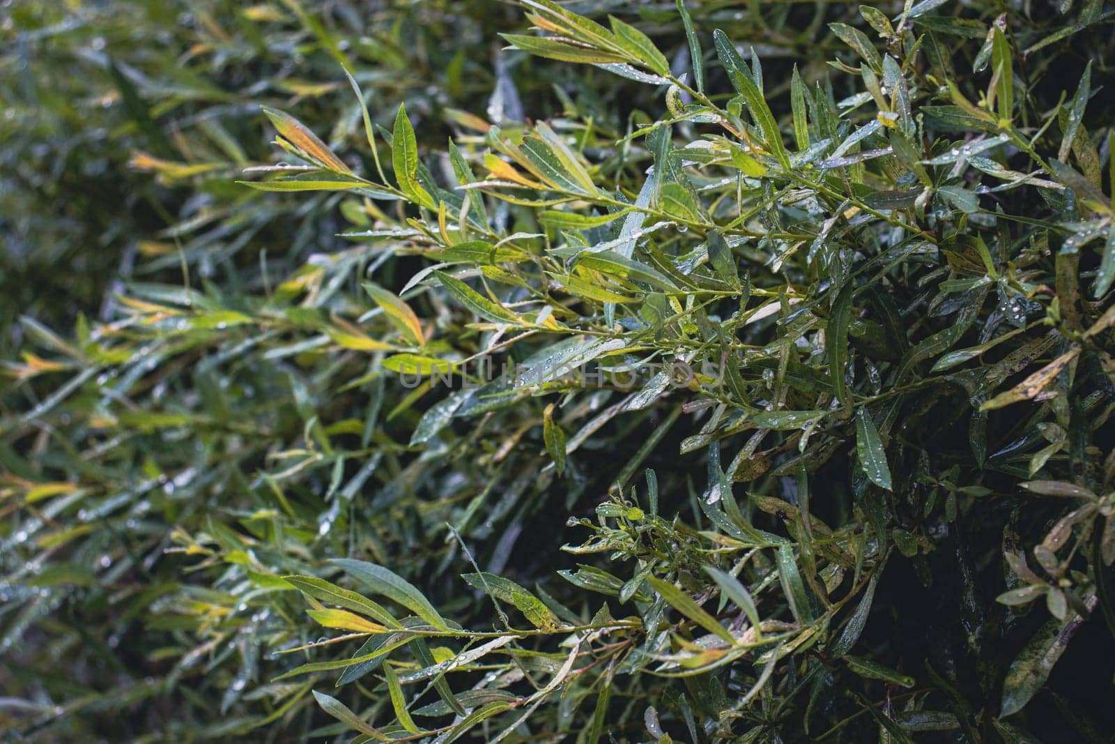 Close up green willow leaves with dew in park concept photo. Young branches, stems in summer. Front view photography with blurred background. High quality picture