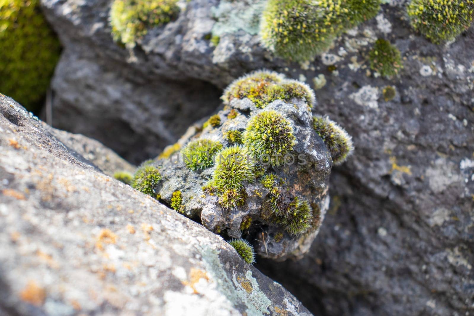 Close up moss grown up cover the rough stones in the forest. Show with macro view. Rocks full of the moss texture in nature for wallpaper.