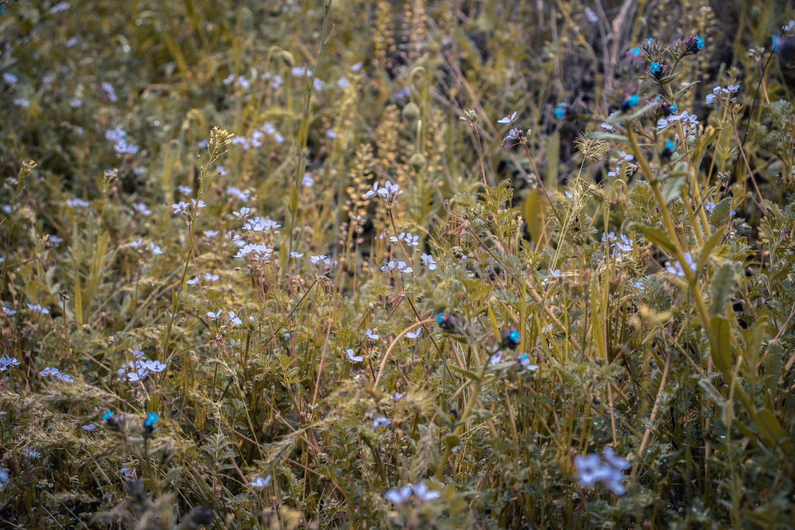 Blooming forget-me-nots wildflowers in summer meadow concept photo. Countryside at spring season. Garden blossom background