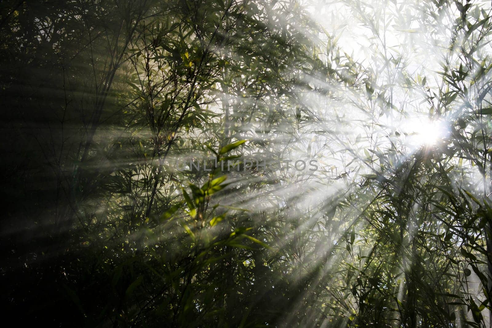 Stellar effect of light filtering through smoke in a reed thicket 