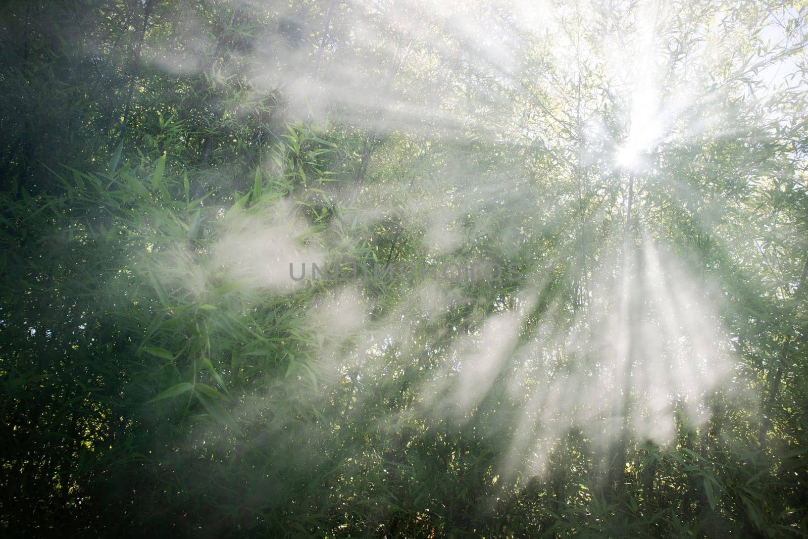 Effect of sunlight filtering through the smoke in the reeds  by fotografiche.eu