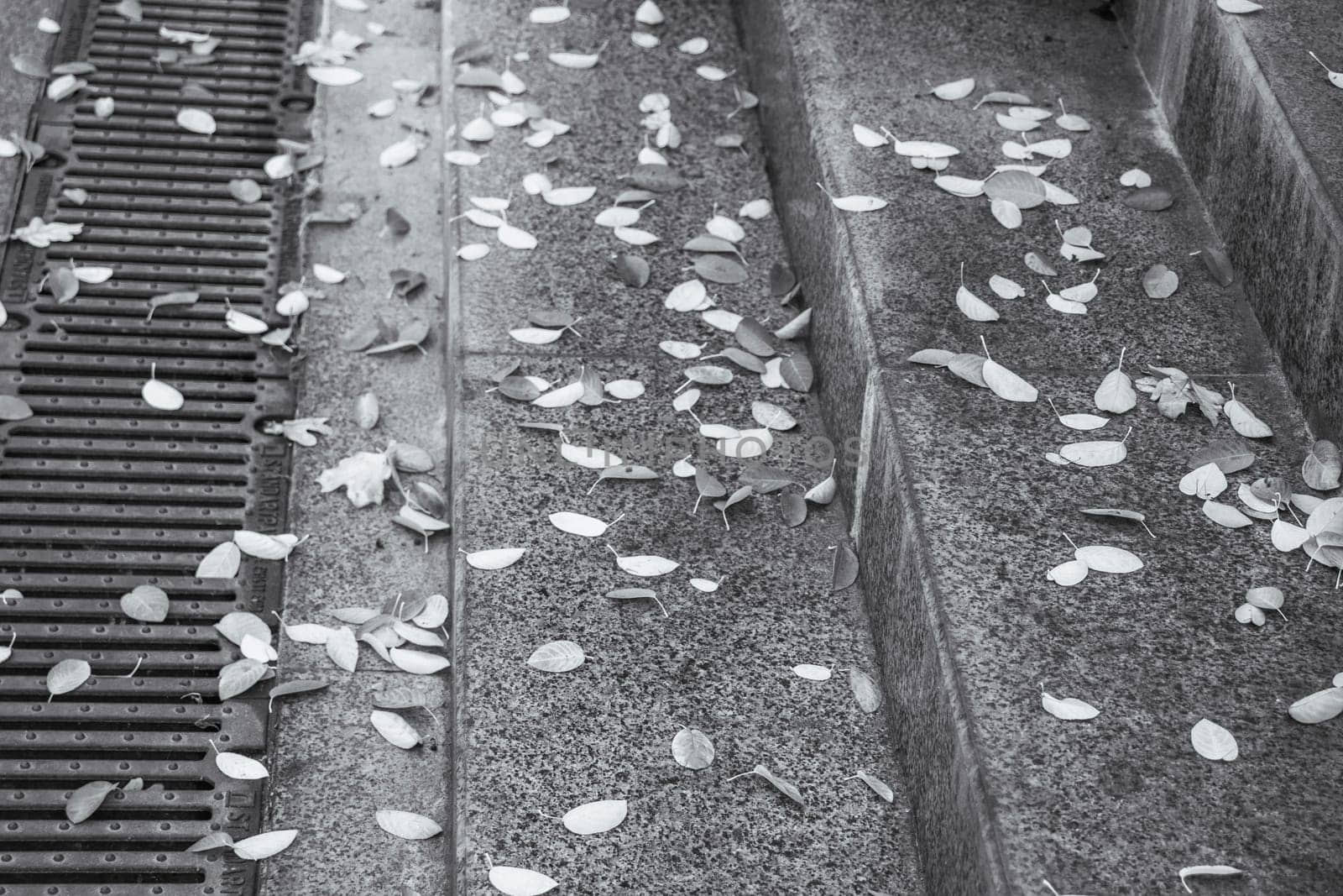 Autumn leaves on the ground near steps black and white photo. Iron grille near steps. Fall scene of the leaves. Idyllic scene, fall season. High quality picture for wallpaper, travel blog.