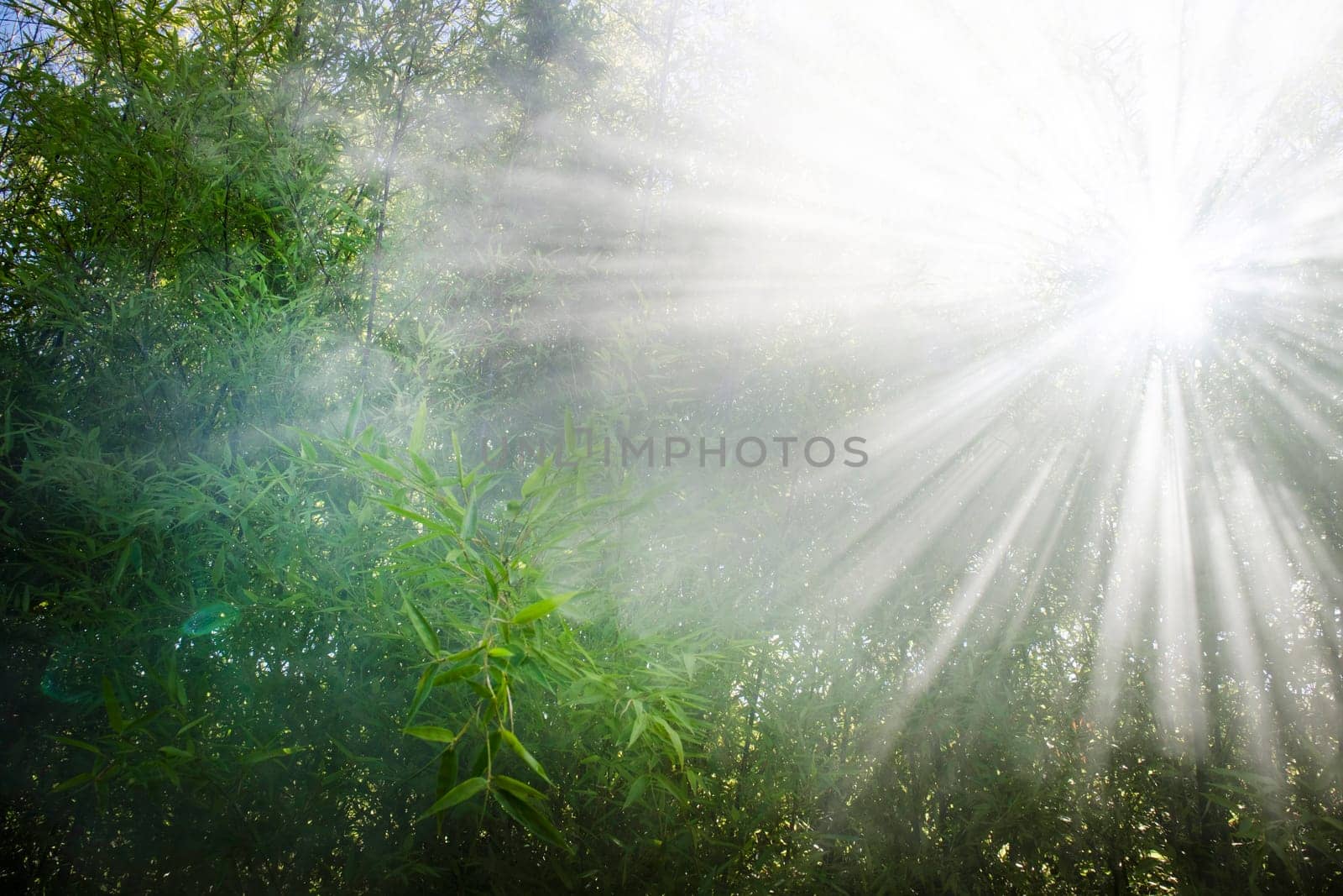 Effect of sunlight filtering through the smoke in the reeds  by fotografiche.eu