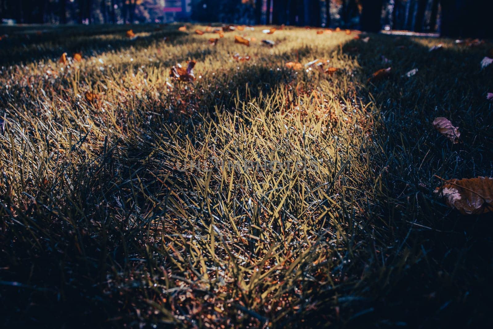 Close up fallen leaves on grass in park concept photo. Green grass and autumn leaves. Lawn - grass with leaves - autumn background. Beautiful nature scenery photography. High quality picture for wallpaper, travel blog.