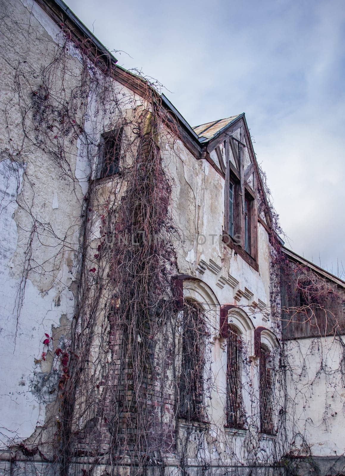 Facade of the old castle with ivy plant concept photo. Architectural detail of damage building. by _Nataly_Nati_