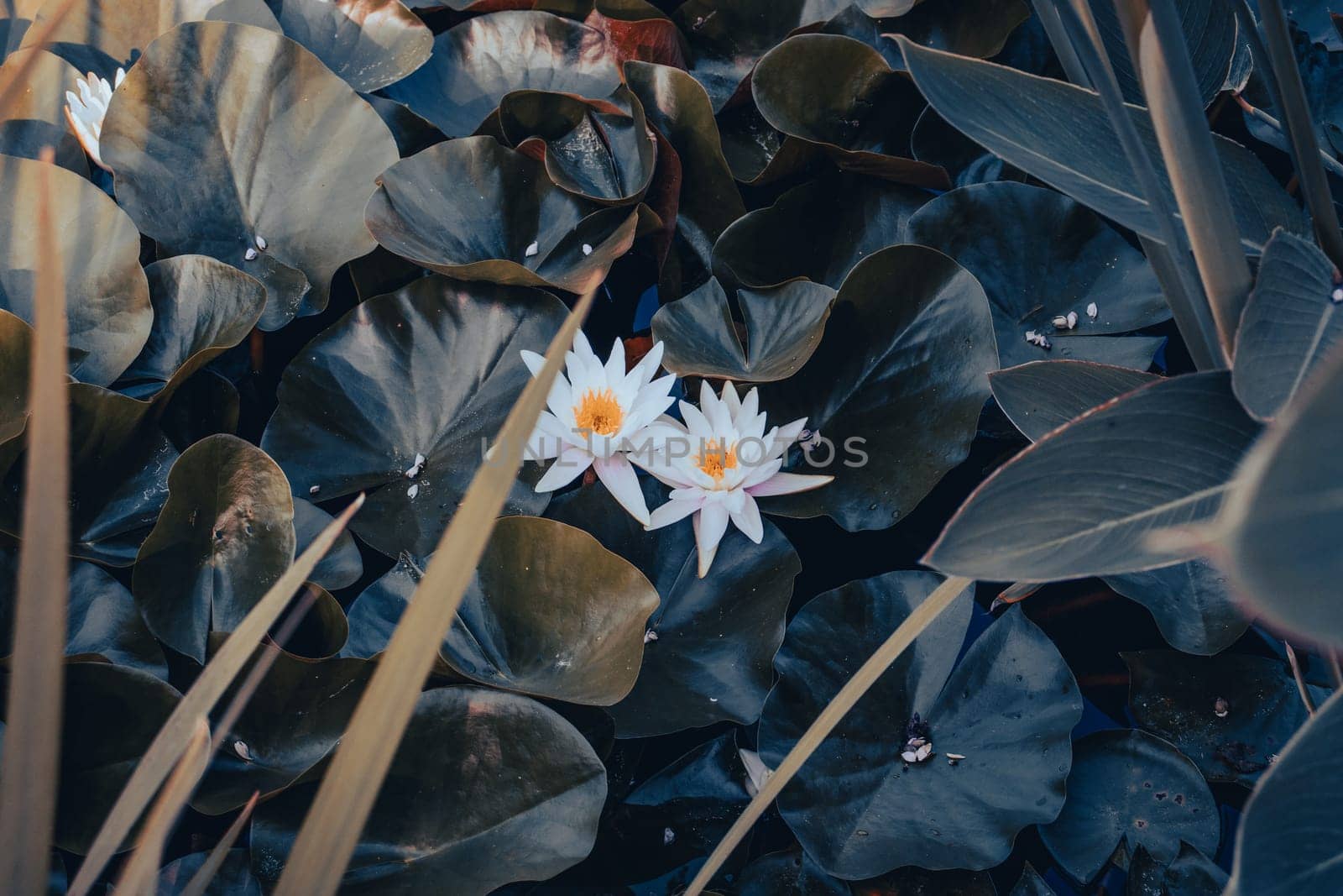 View of a garden pond with white water lily flower concept photo. Beautiful nature scenery photography. Idyllic scene. High quality picture for wallpaper, travel blog.