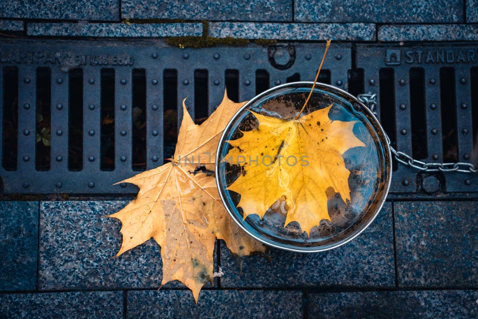 Fallen maple leaves in water concept photo. Autumn atmosphere image, city parkland. Template for design. High quality picture for wallpaper, travel blog.