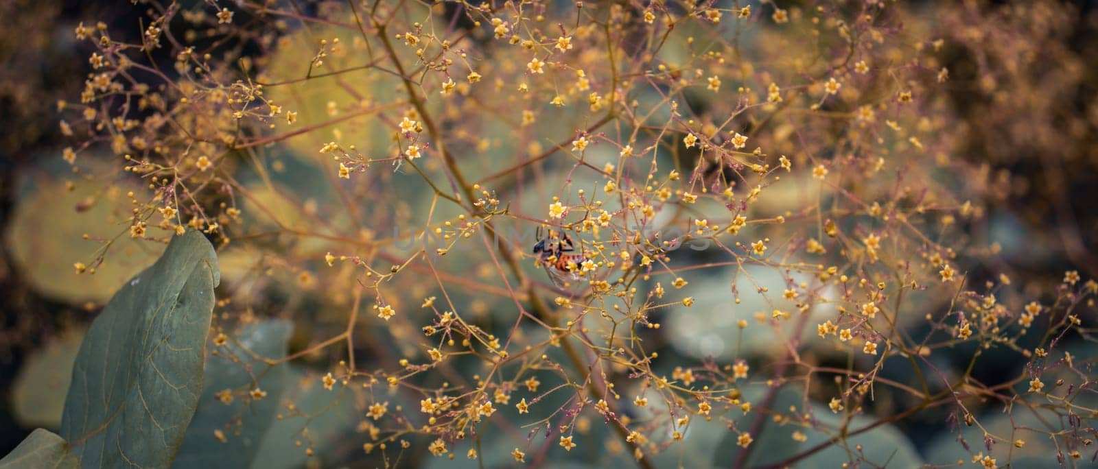 Close up bright blossom bush concept photo. Royal purple smoke bush by _Nataly_Nati_