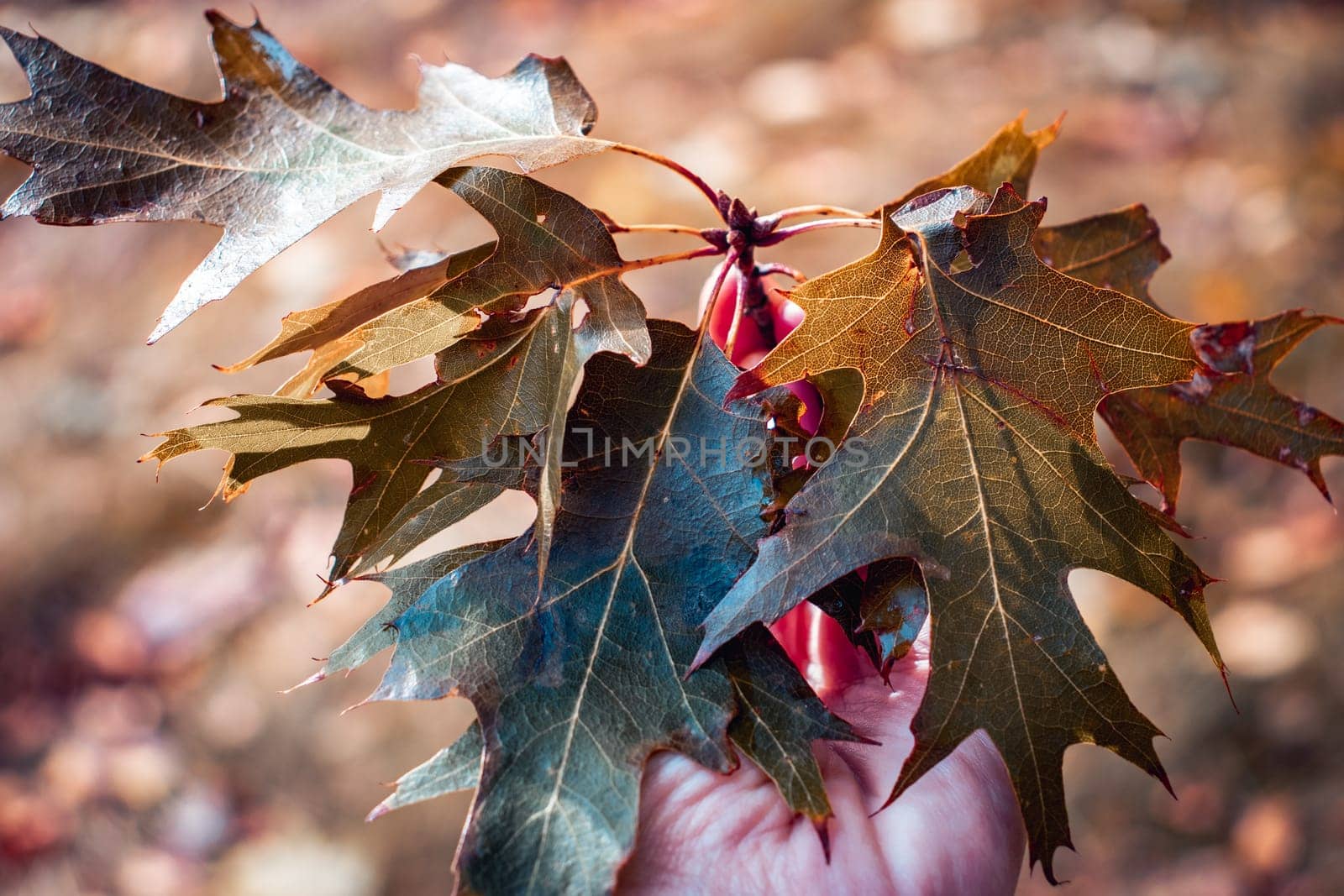 Hand holding maple branch on autumn yellow sunny background. Autumnal park. by _Nataly_Nati_