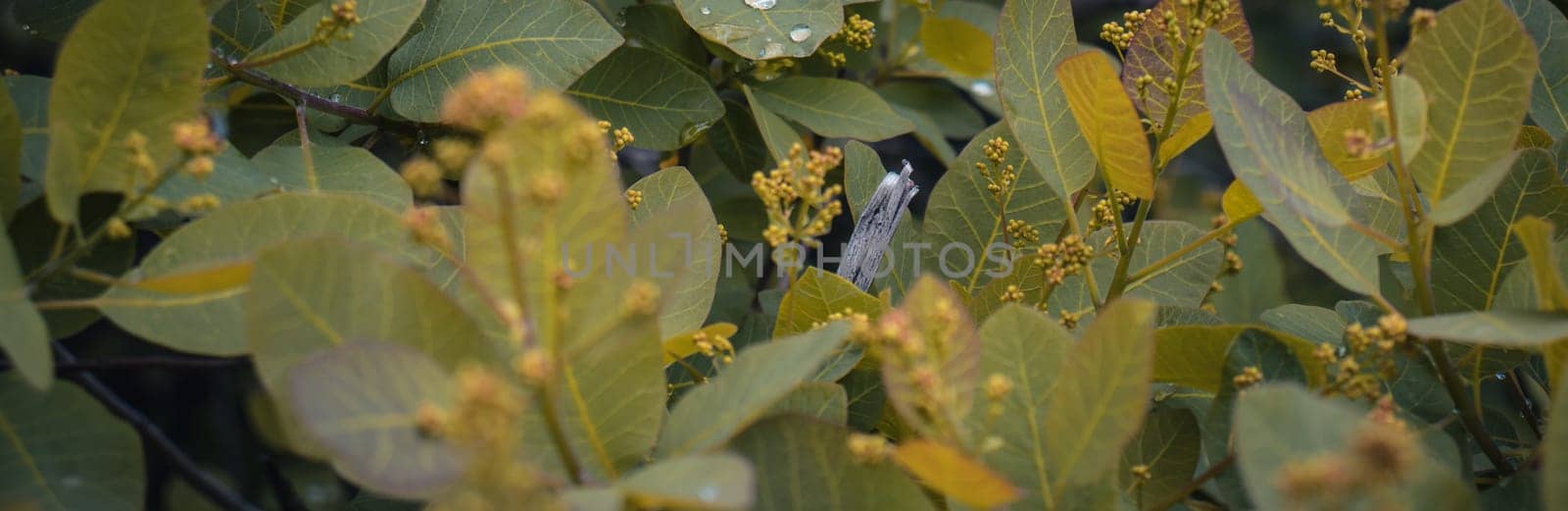 Close up spring twigs with rain drops concept photo. Young branches, stems in springtime. High quality picture for wallpaper. Countryside at spring season.