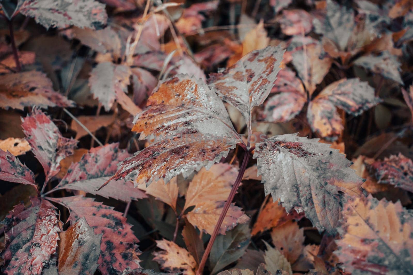 Close up ivy leaf on the ground in autumn dew concept photo. Autumn atmosphere image. by _Nataly_Nati_