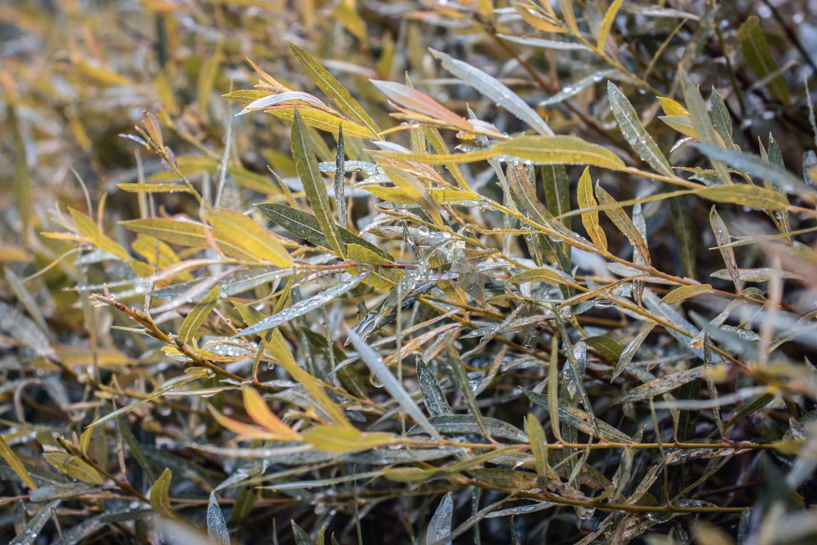 Close up dew drops on birch twigs concept photo. by _Nataly_Nati_