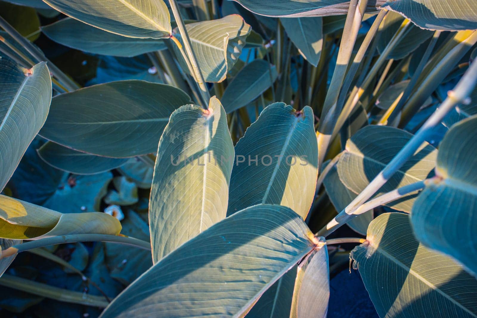 Close up view of a garden pond filled with aquatic plants concept photo. Green leaves under sunshine. Beautiful nature scenery photography. Idyllic scene. High quality picture for wallpaper, travel blog.