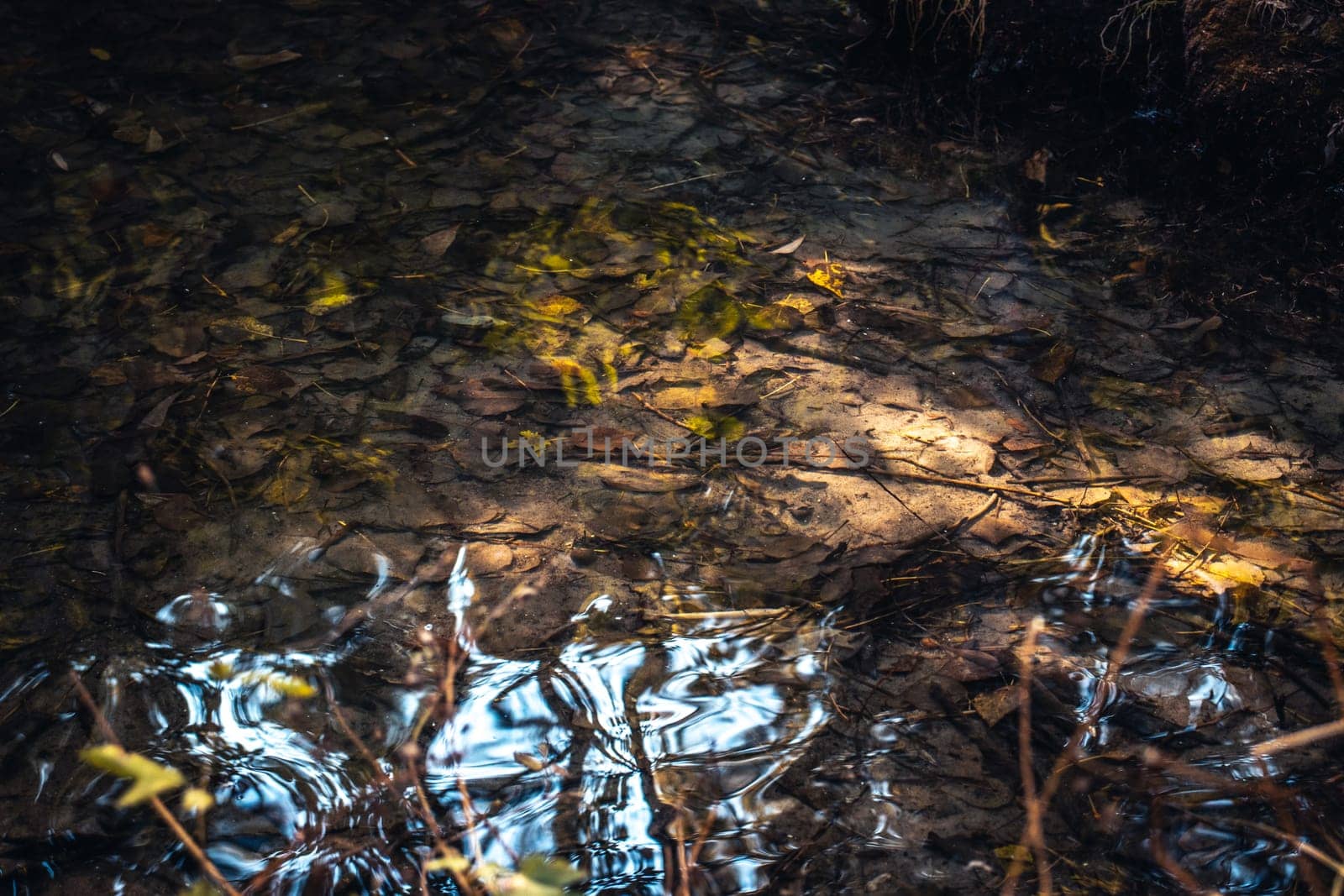 Beautiful pond surface in park in autumn concept photo. Idyllic pond and lake. by _Nataly_Nati_