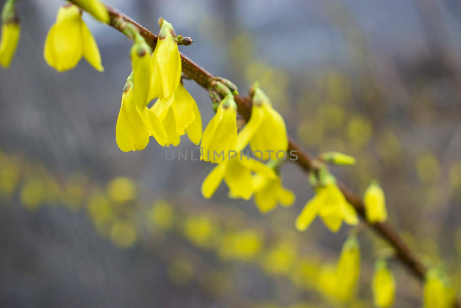 Close up branch of yellow flowers of Forsythia plant concept photo. Easter tree. Blurred background. Golden bell. Yellow flower on a branch. The beauty of spring nature.