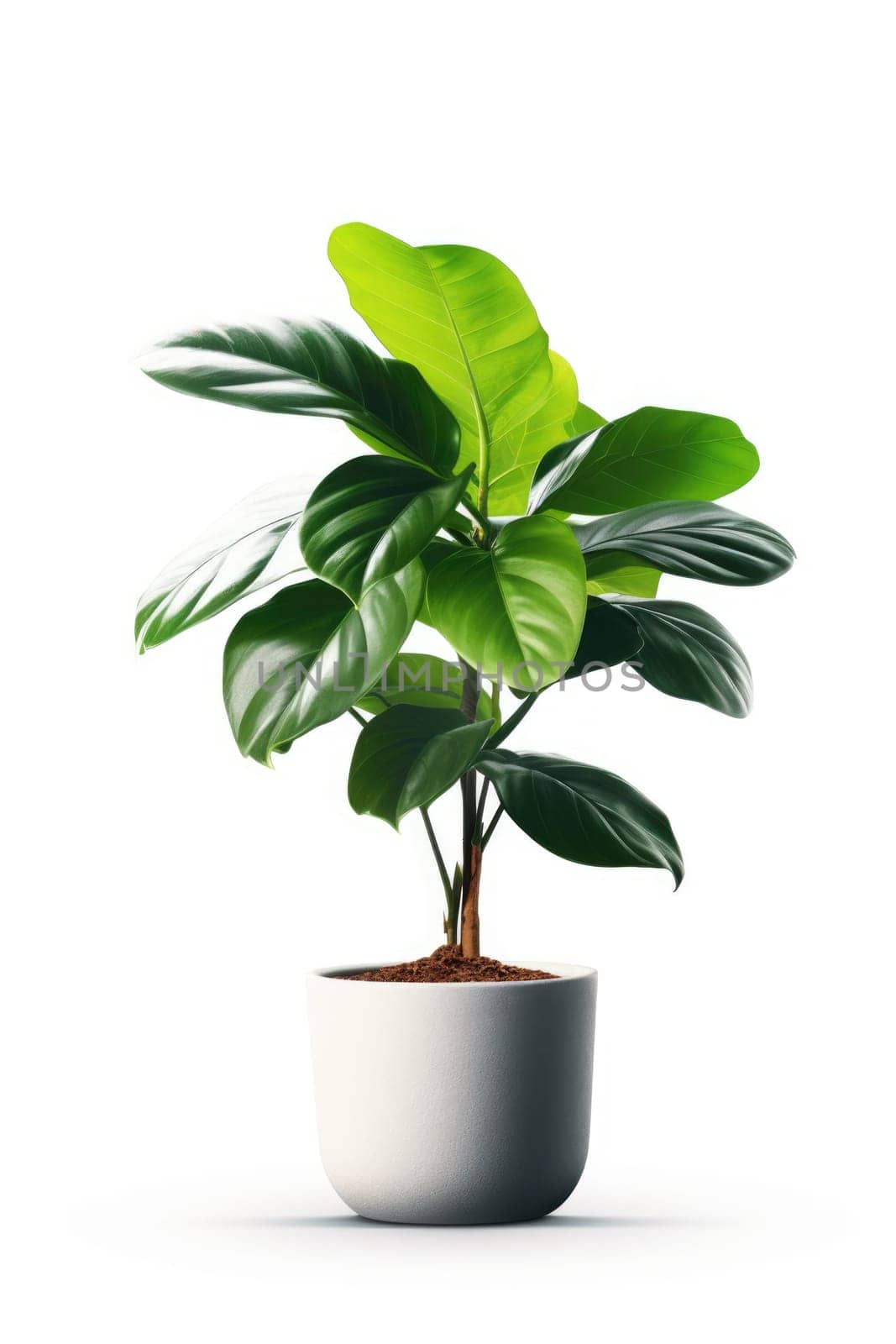 Potted plant on isolated white background. AI Generated by Desperada