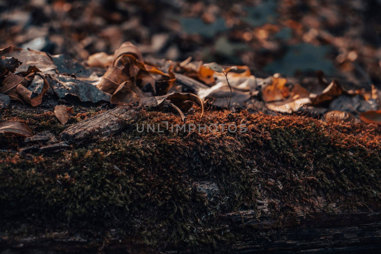 Close up leaf and moss in the forest concept photo. Autumn sunlight atmosphere image. Beautiful nature scenery photography. High quality picture for wallpaper, travel blog.