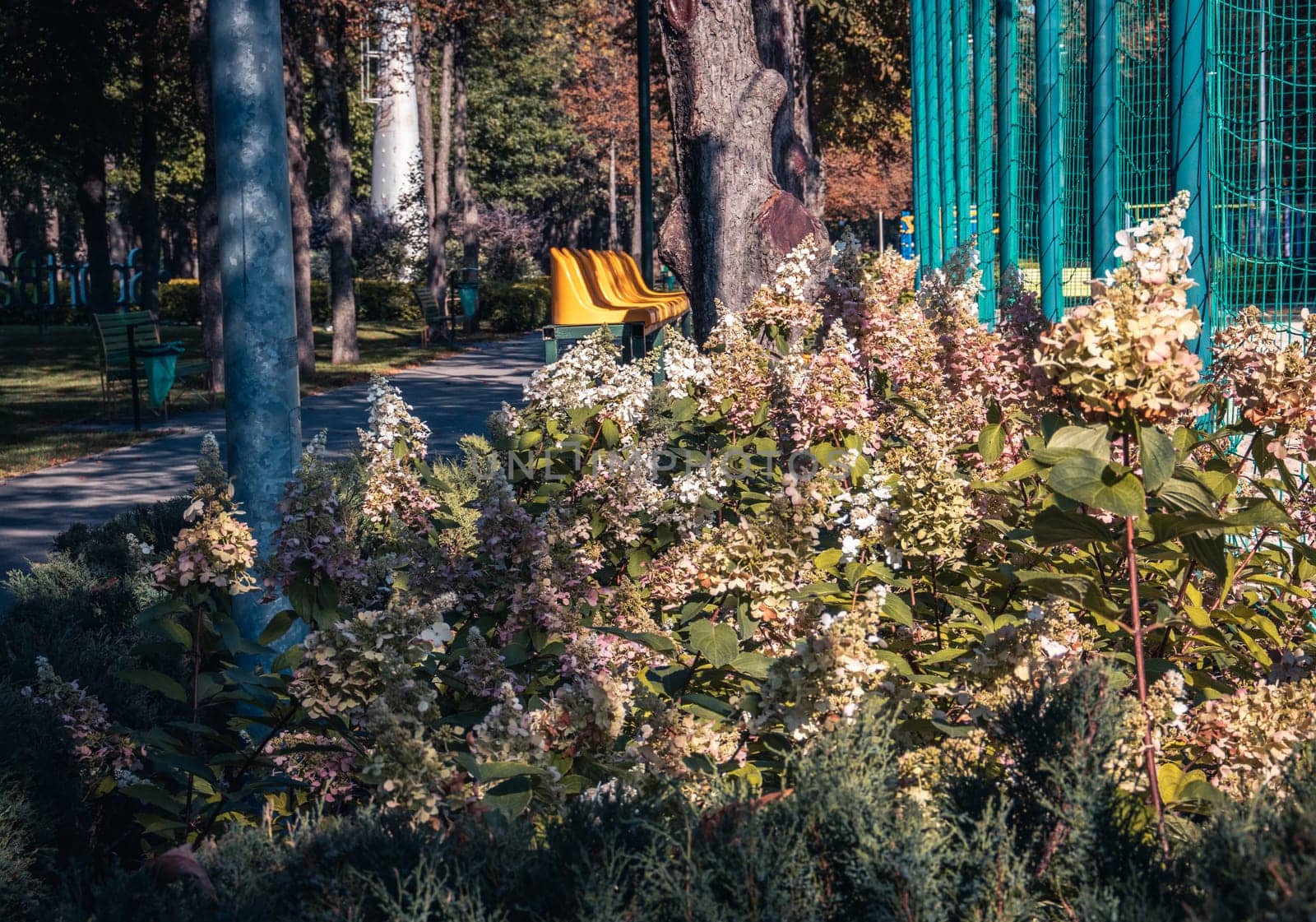 Beautiful parkland scene, hydrangea bush concept photo. by _Nataly_Nati_