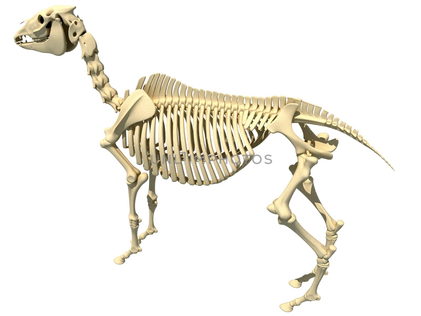 Horse Skeleton anatomy 3D rendering by 3DHorse