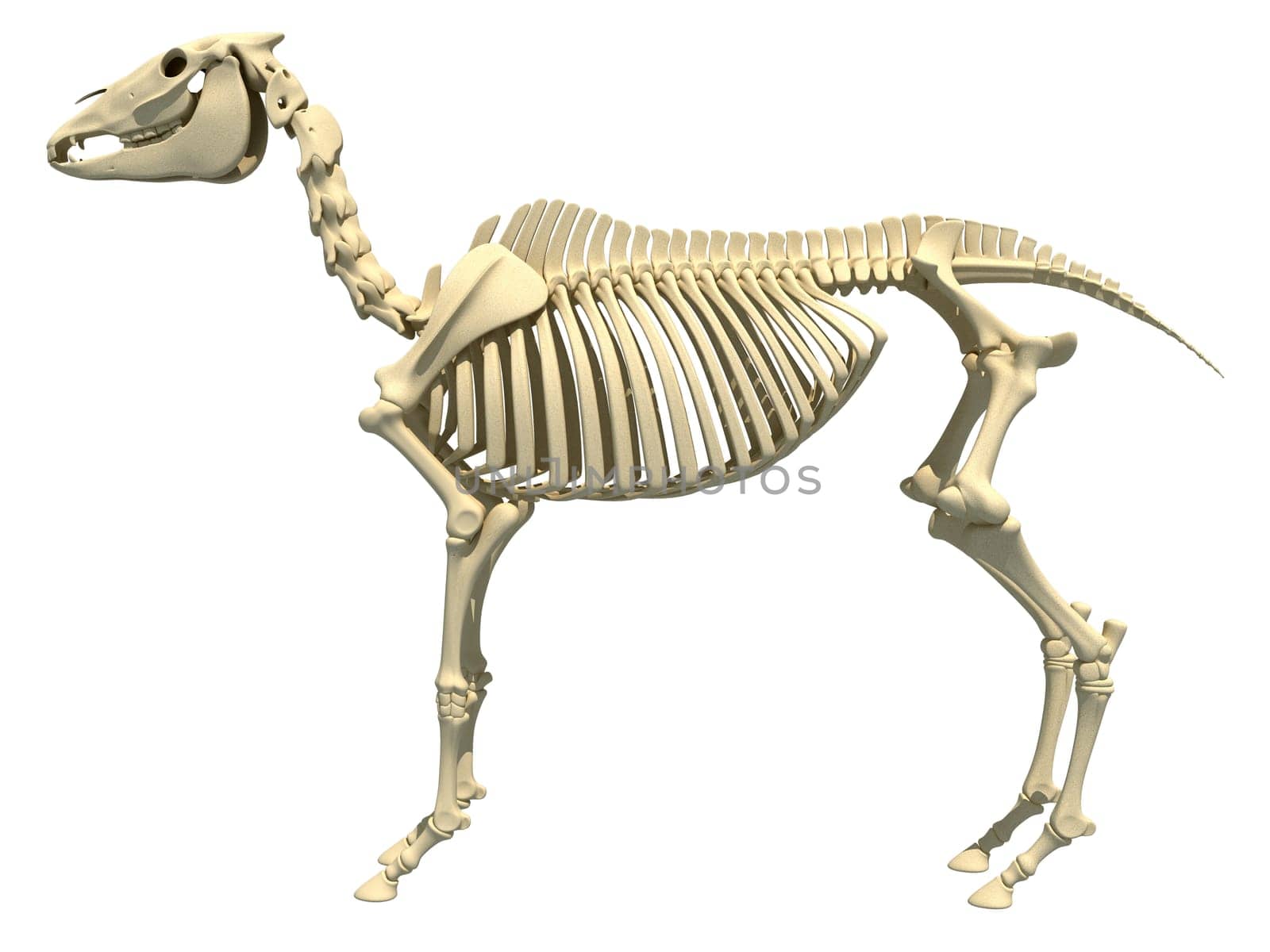 Horse Skeleton anatomy 3D rendering model