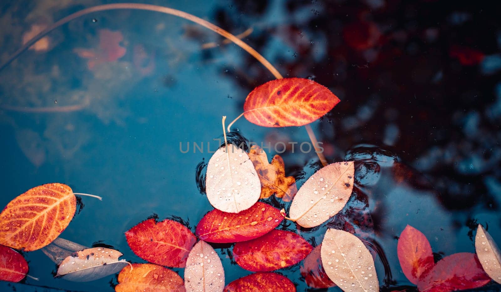Autumnal bright yellow-orange fallen leaves in water concept photo. Autumn parkland atmosphere image, symbol of fall season. Template for design High quality picture for wallpaper, travel blog.