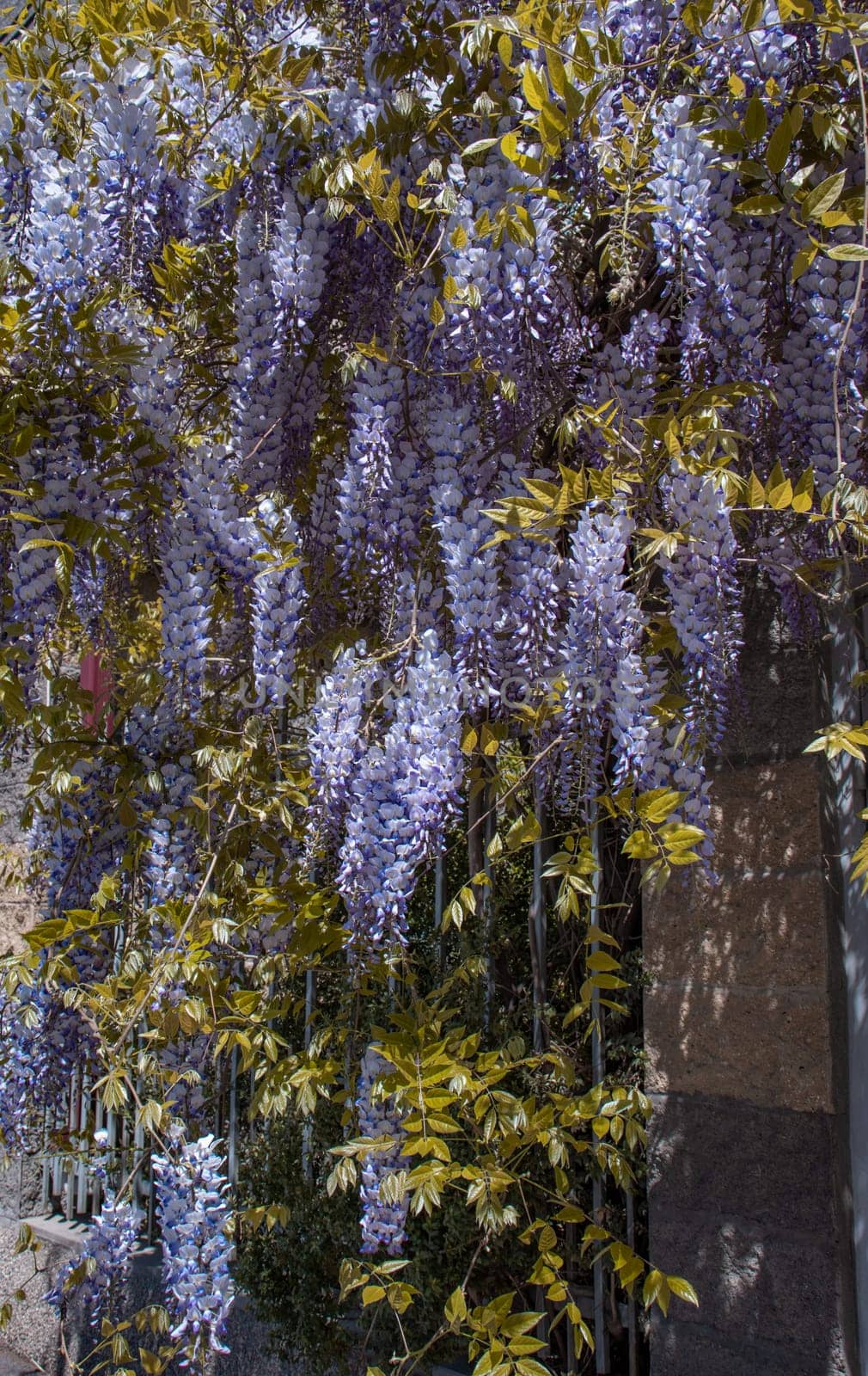 Flowering Wisteria plant on house wall concept photo. by _Nataly_Nati_