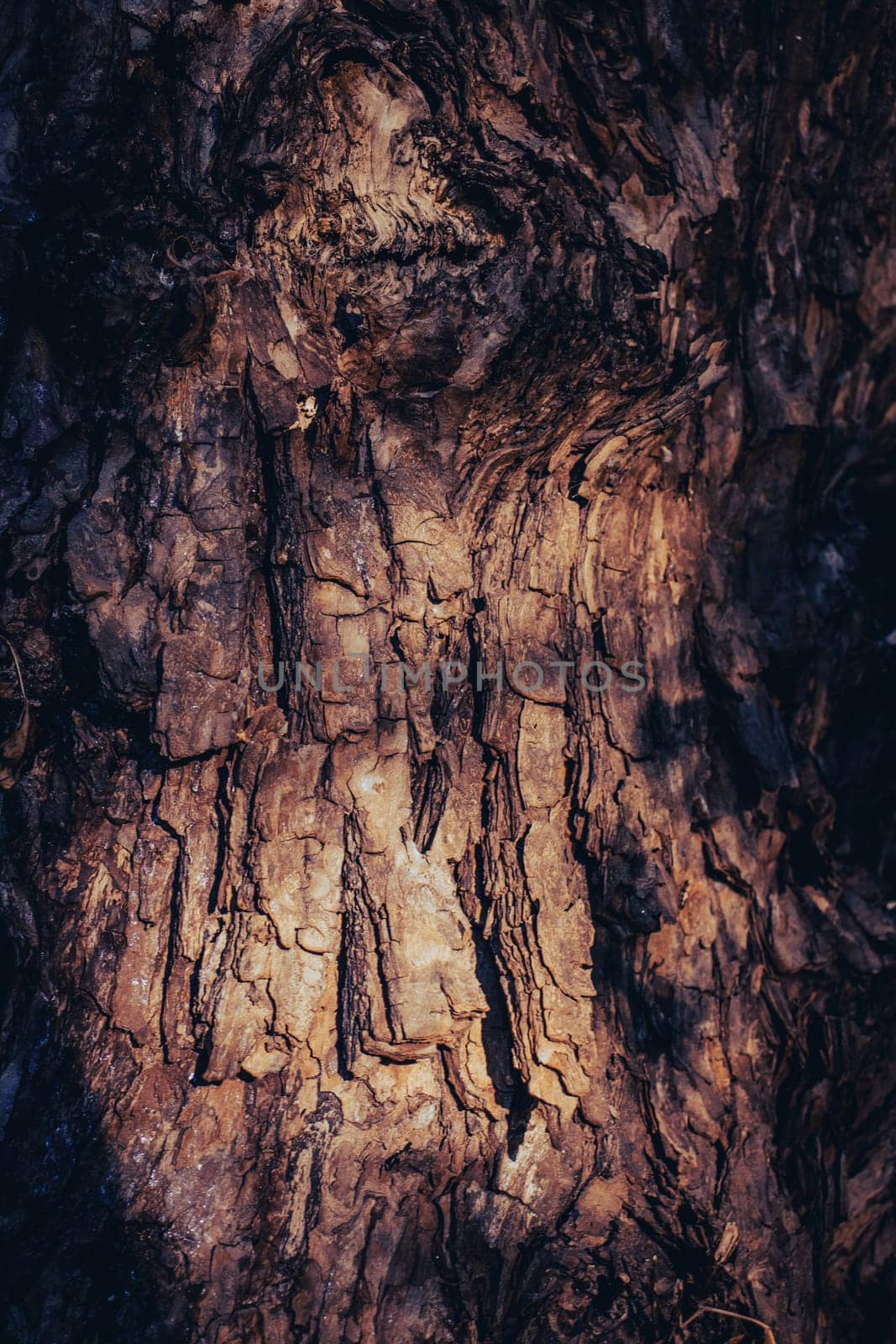 Close up relief texture of tree bark concept photo. Photo of oak texture. Relief creative texture of old oak bark. Autumn atmosphere image. Beautiful nature scenery photography. High quality picture for wallpaper, travel blog.