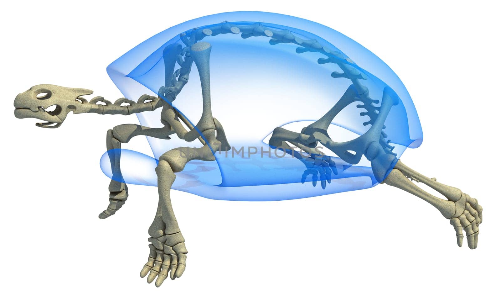 Turtle anatomy Tortoise Transparent x-ray Skeleton 3D rendering model