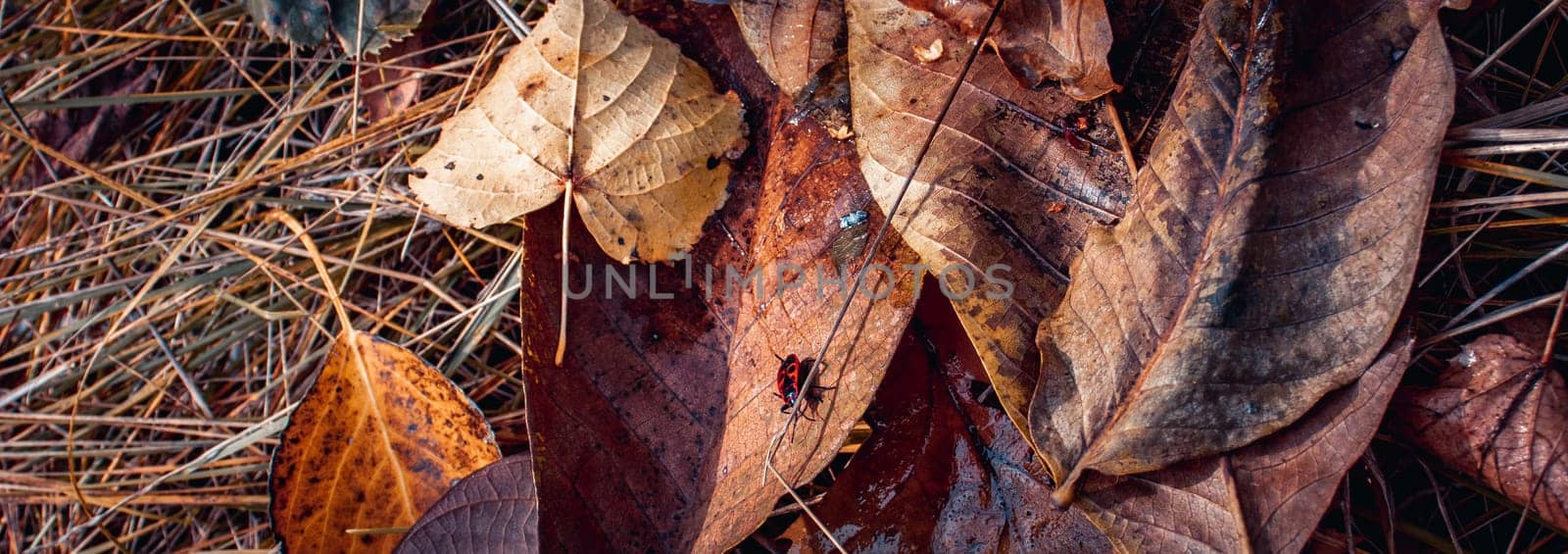 Close up autumnal leaves on ground with dew concept photo. Autumn colorful background with bug. by _Nataly_Nati_