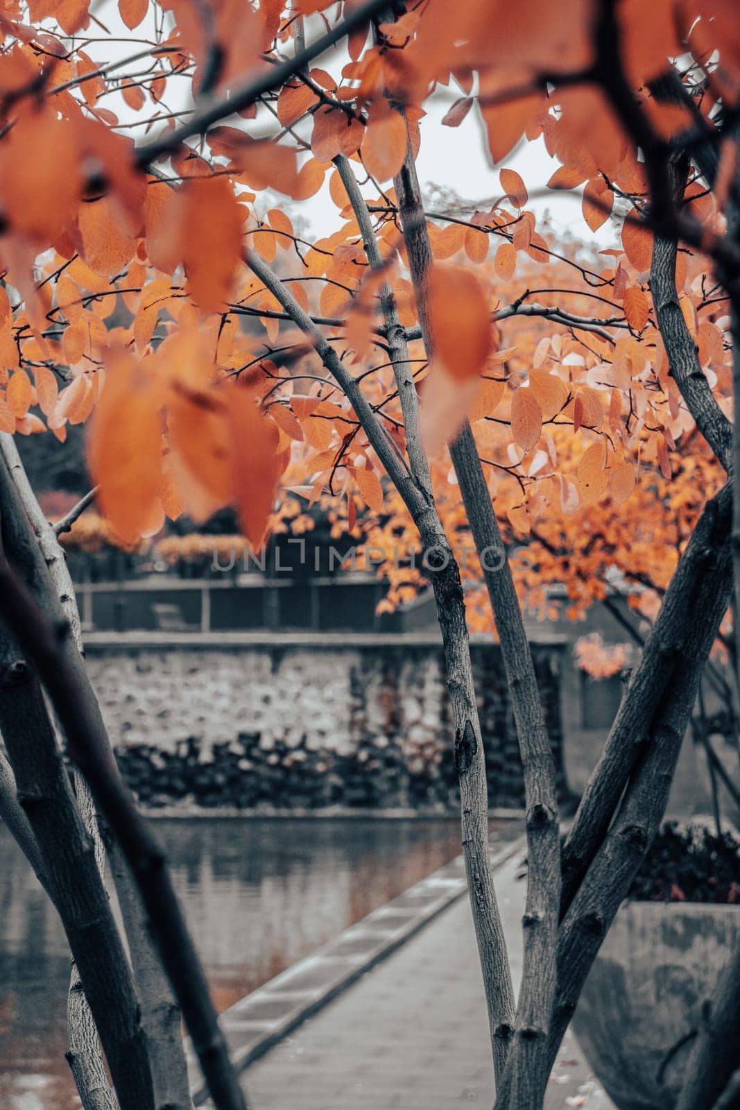 Autumn tree branches near water concept photo. Idyllic scene, fall season, red trees. Front view photography with blurred background. High quality picture for wallpaper, travel blog.