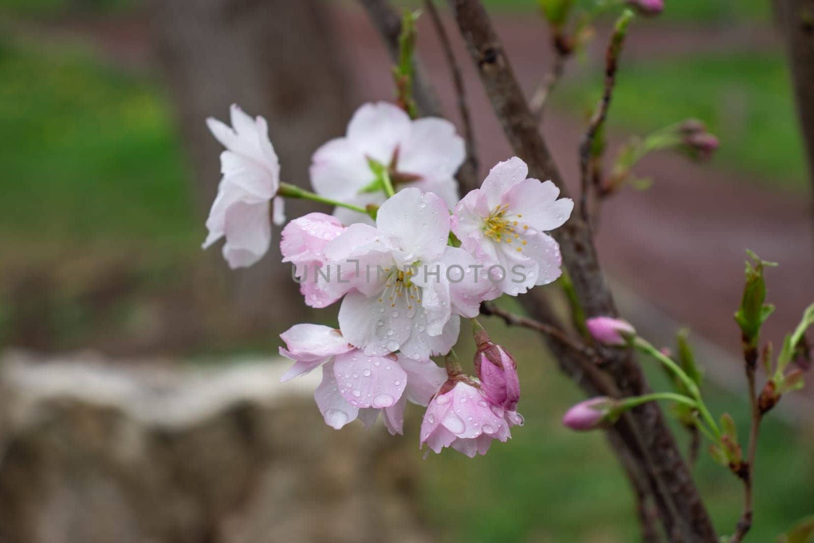 Close up pink flower with rain drops concept photo. Photography with blurred background. Countryside at spring season. Spring garden blossom background
