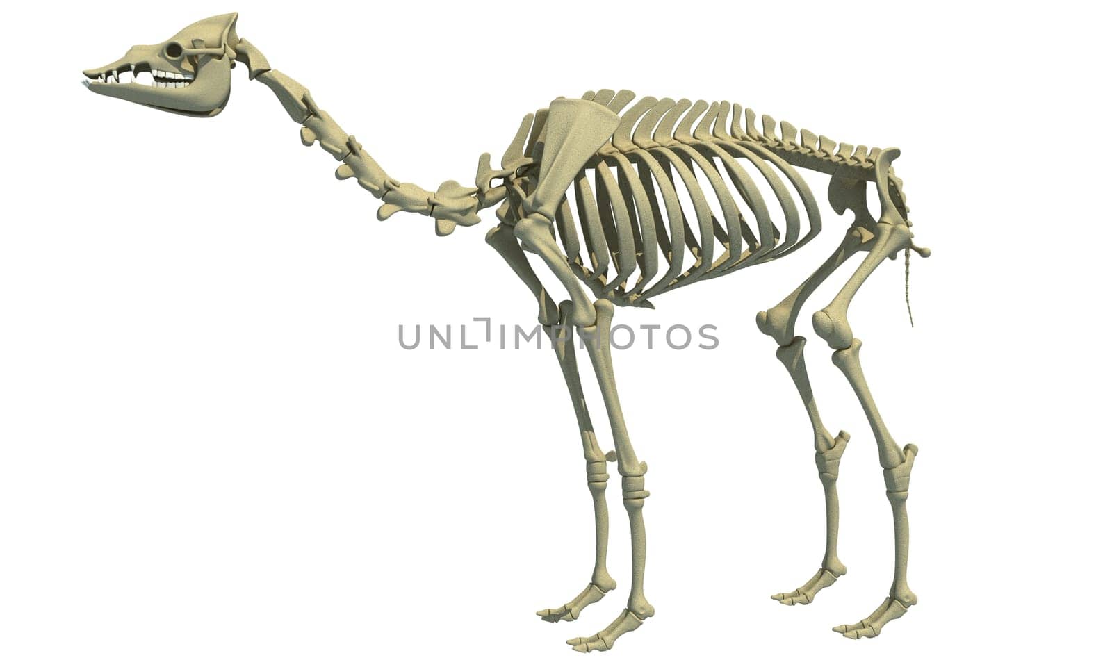 Camel Skeleton Dromedary 3D rendering model animal anatomy