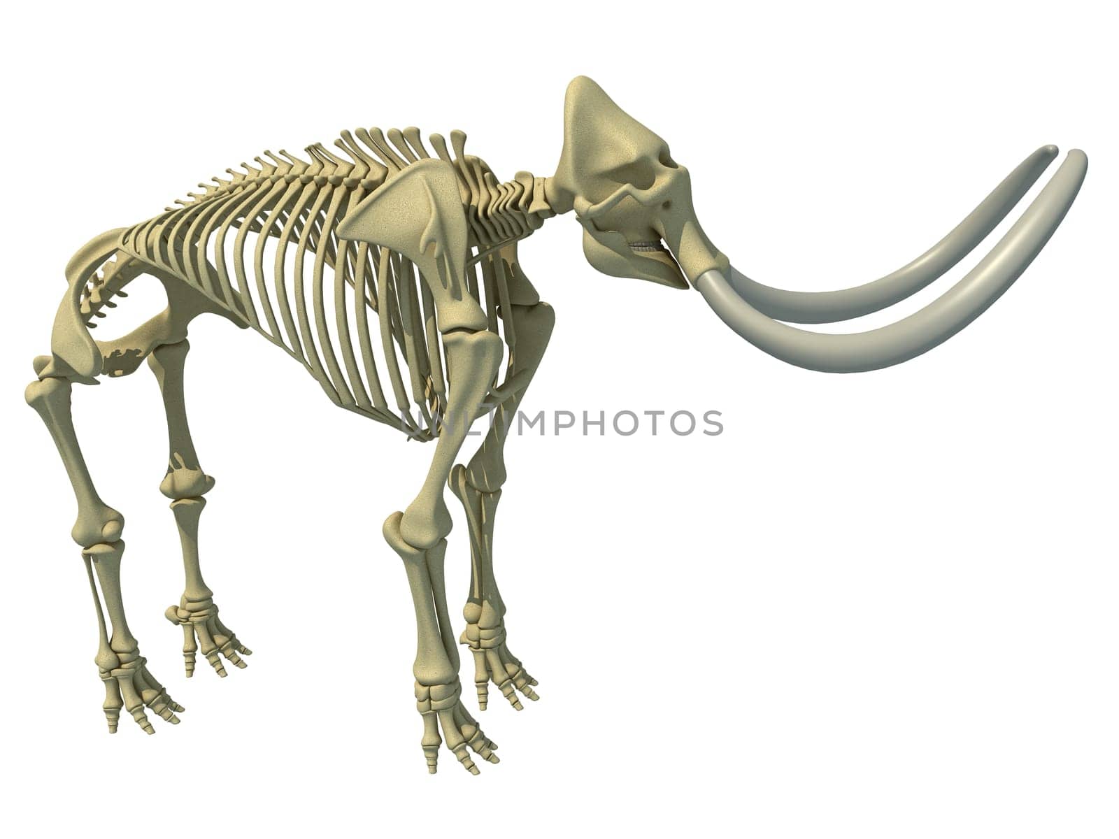 Mammoth Skeleton animal anatomy 3D rendering by 3DHorse