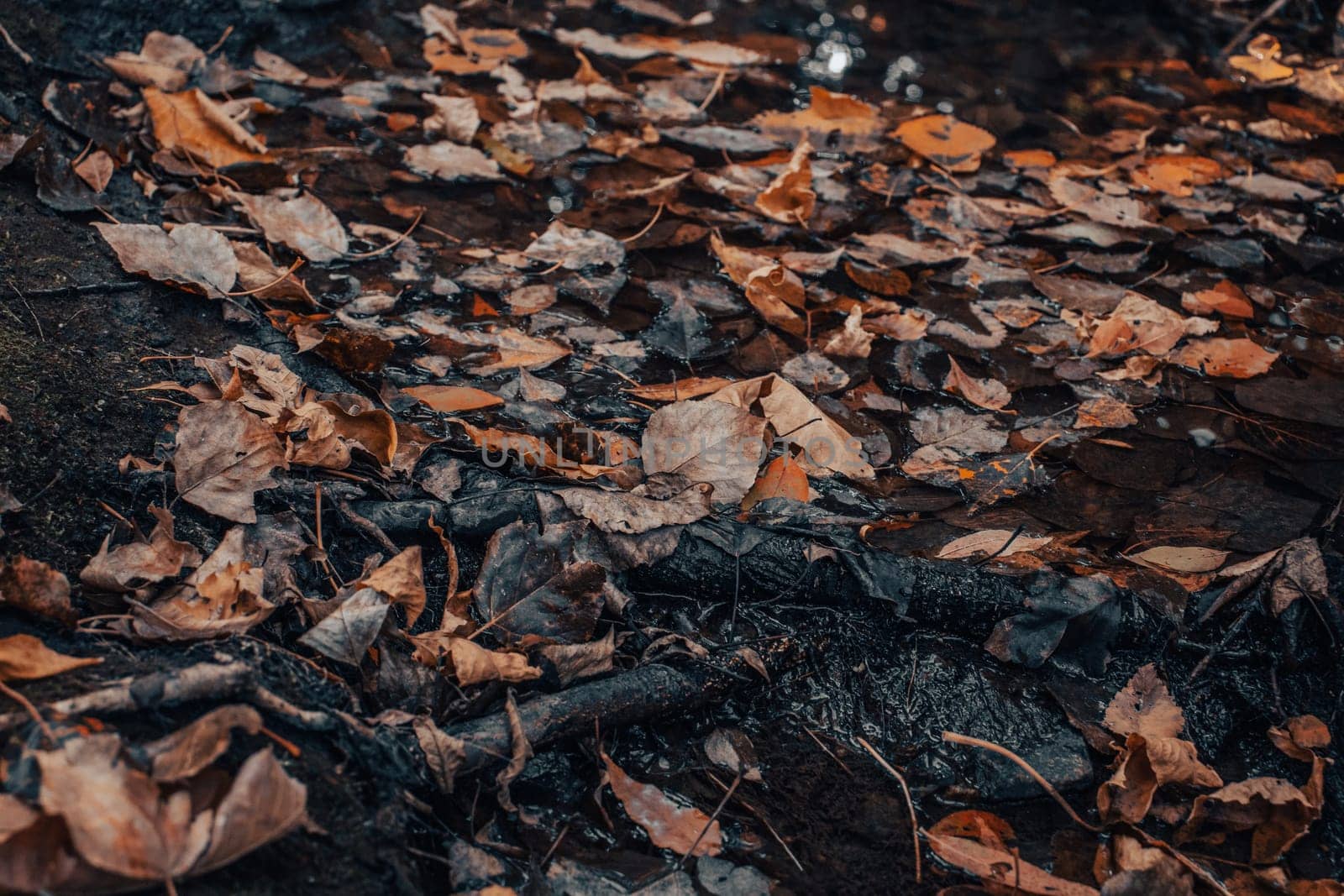 Close up leaf on the ground concept photo. Autumn sunlight by _Nataly_Nati_