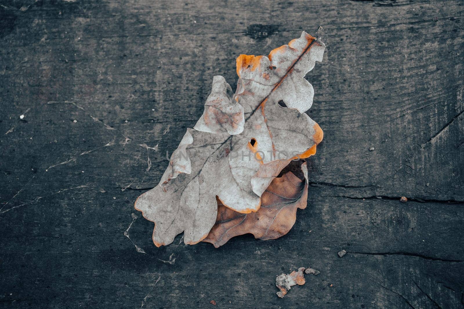 Close up autumn oak dry leaves on wooden background concept photo. Fall season, top view. Beautiful nature scenery photography. High quality picture for wallpaper, travel blog.