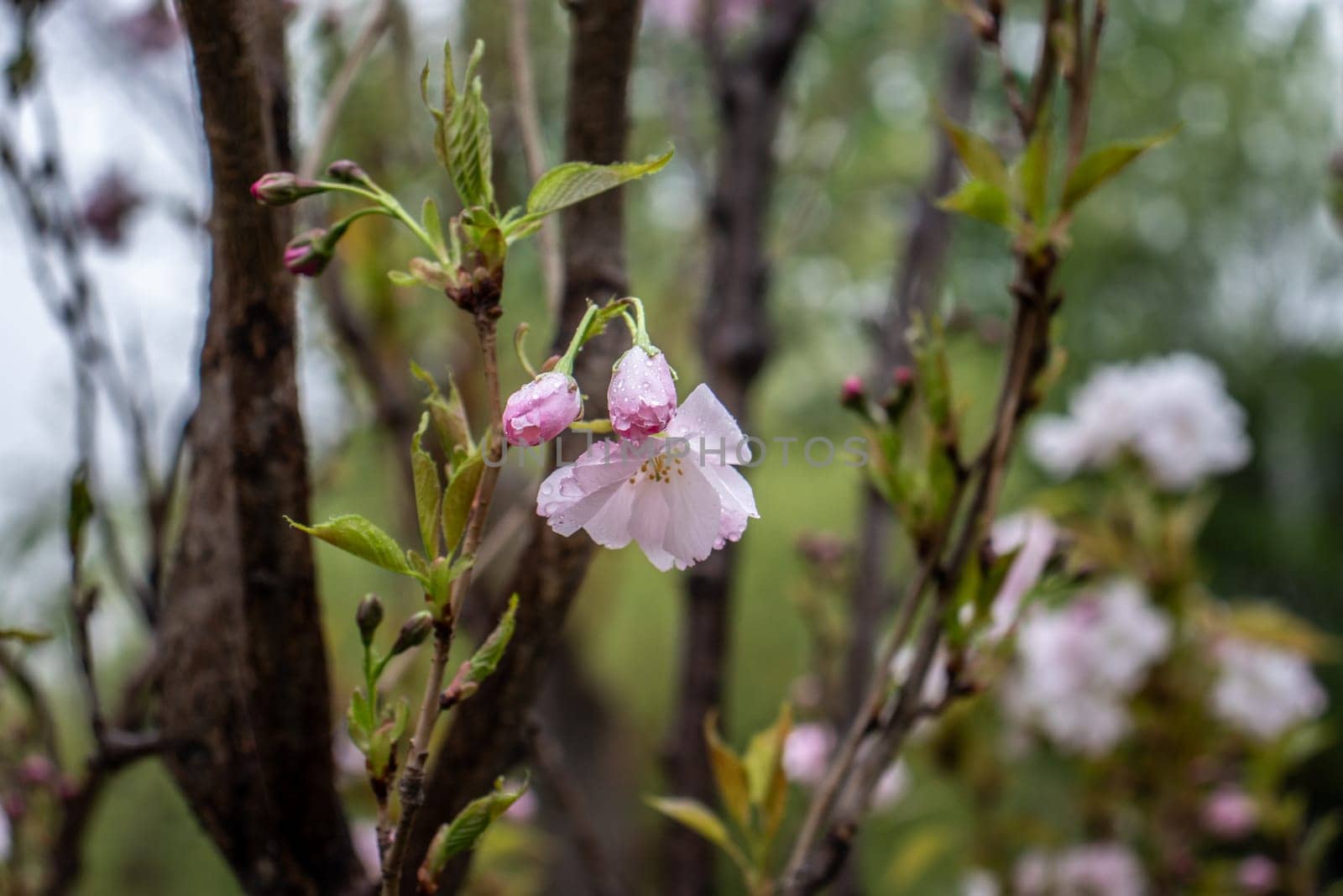 Close up pink sakura flower on tree concept photo. Photography with blurred background. by _Nataly_Nati_